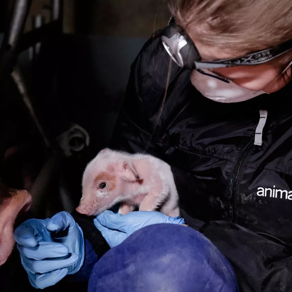 ¿Por qué son necesarias las investigaciones encubiertas? 1 Investigaciones encubiertas: imagen de un pequeño cerdo