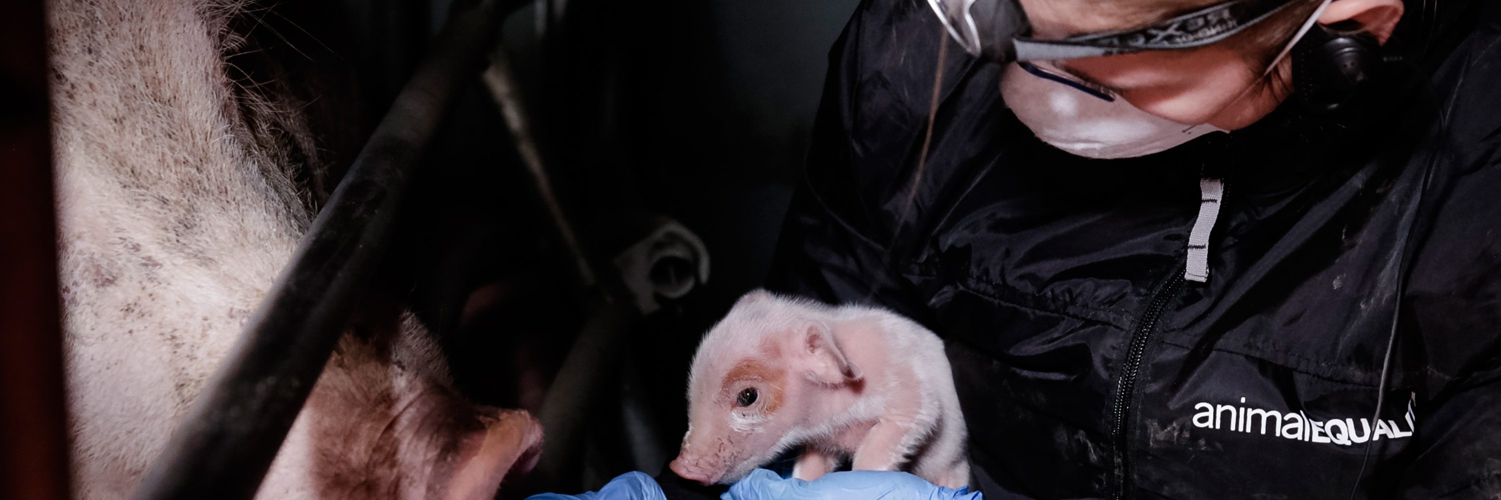 Si no fuera por su determinación y valentía jamás sabríamos lo que le ocurre a los animales atrapados en la industria.
