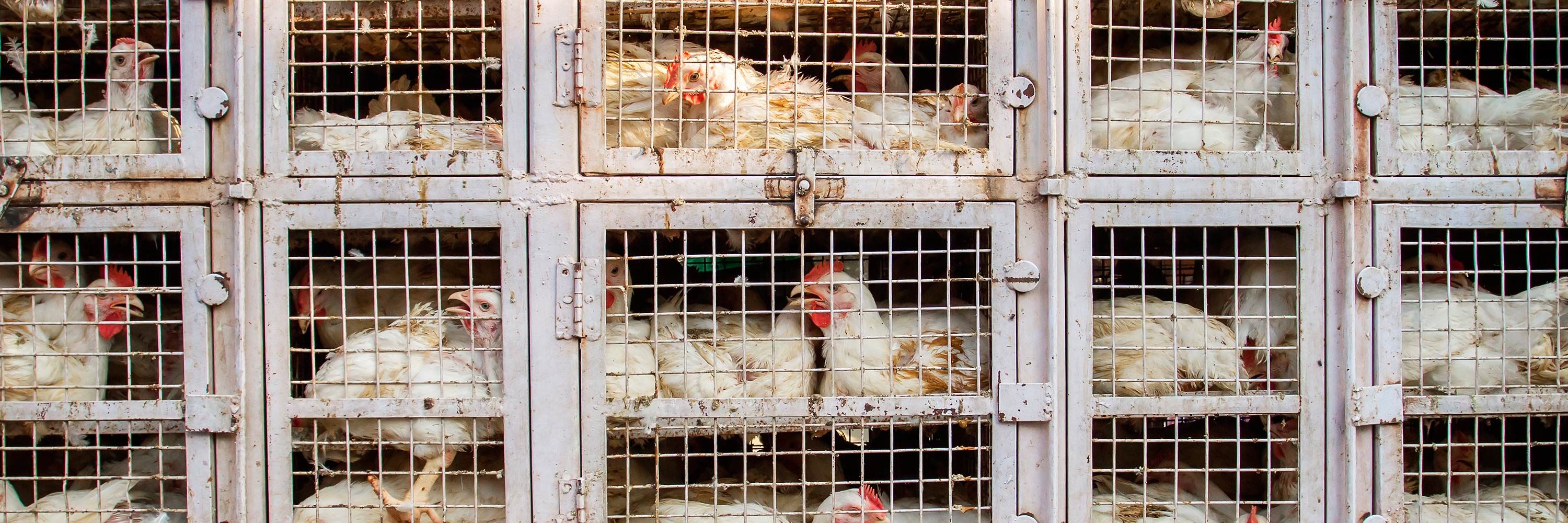 Para reducir las importaciones, China inicia una expansión que perjudicará profundamente a los animales y tendrá un gran impacto en el medio ambiente.