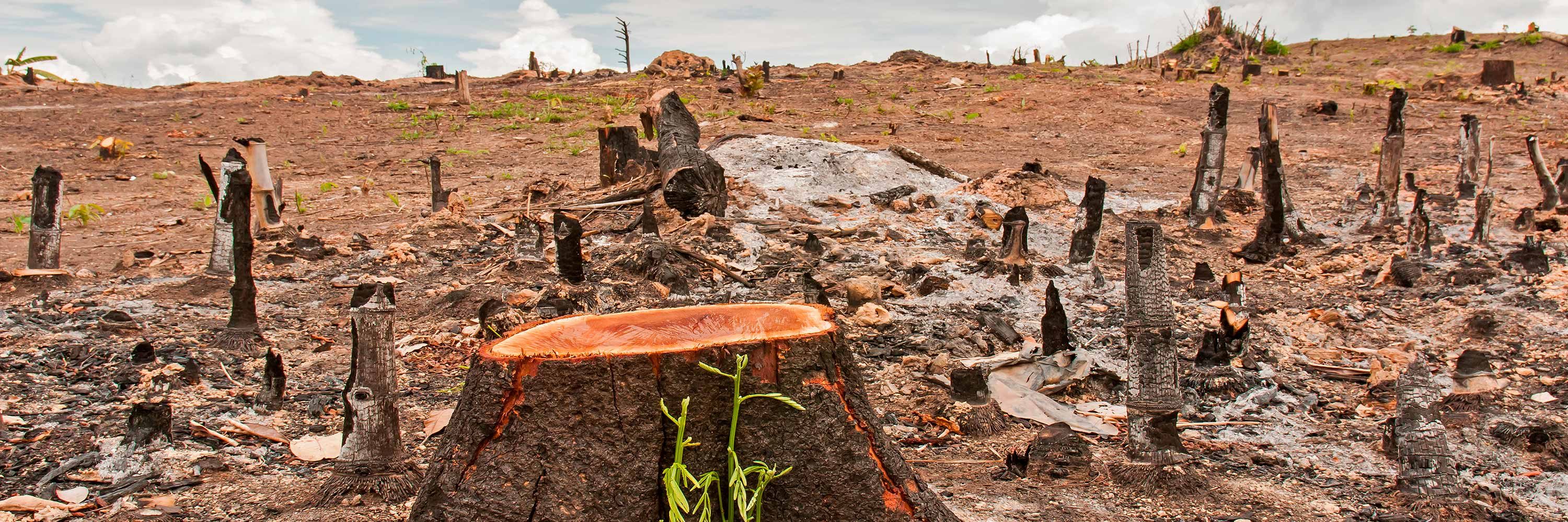 Deberá reforestar 1,860 hectáreas de tierra con el fin de evitar procedimientos penales por delitos ambientales.
