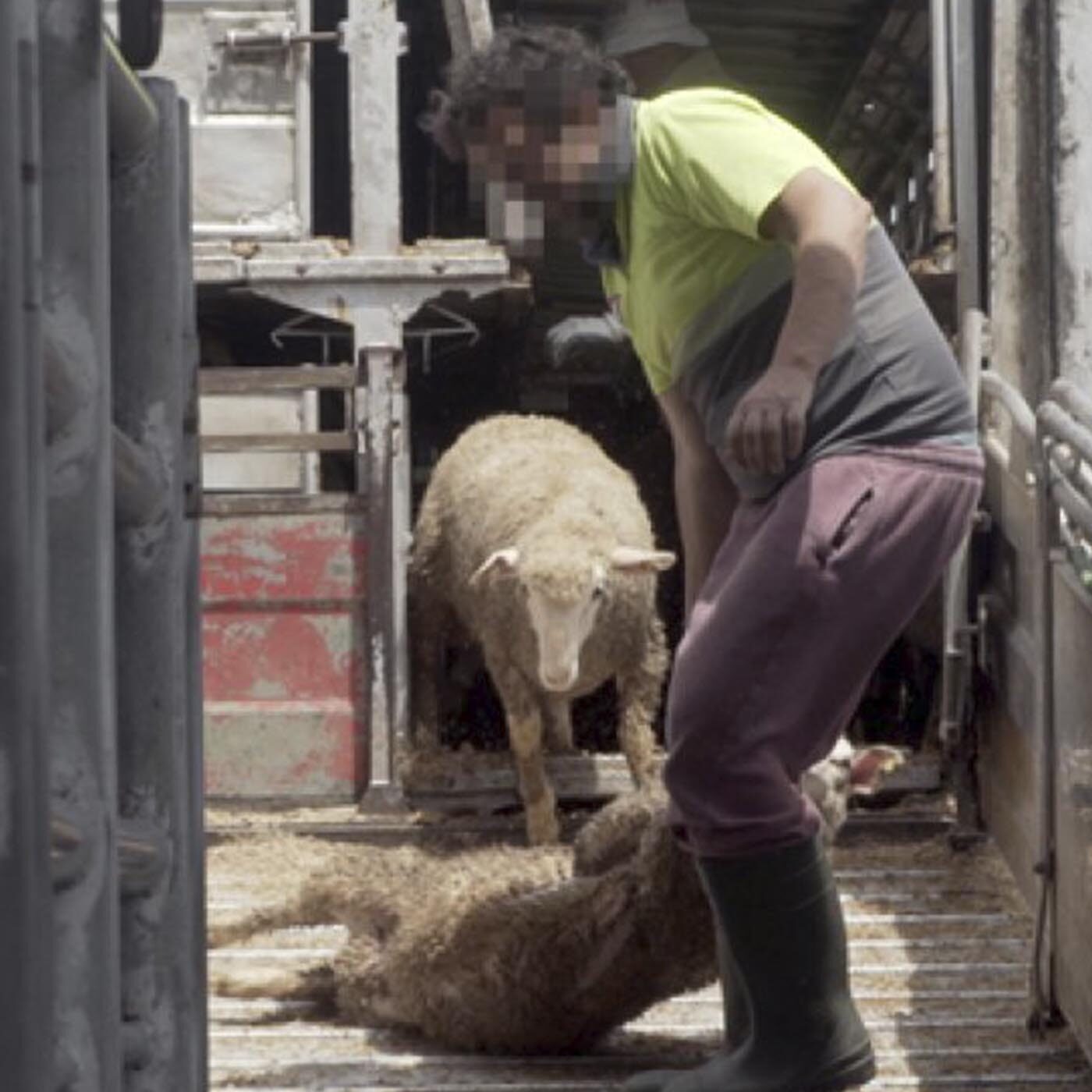 EL TORMENTOSO TRANSPORTE DE ANIMALES VIVOS