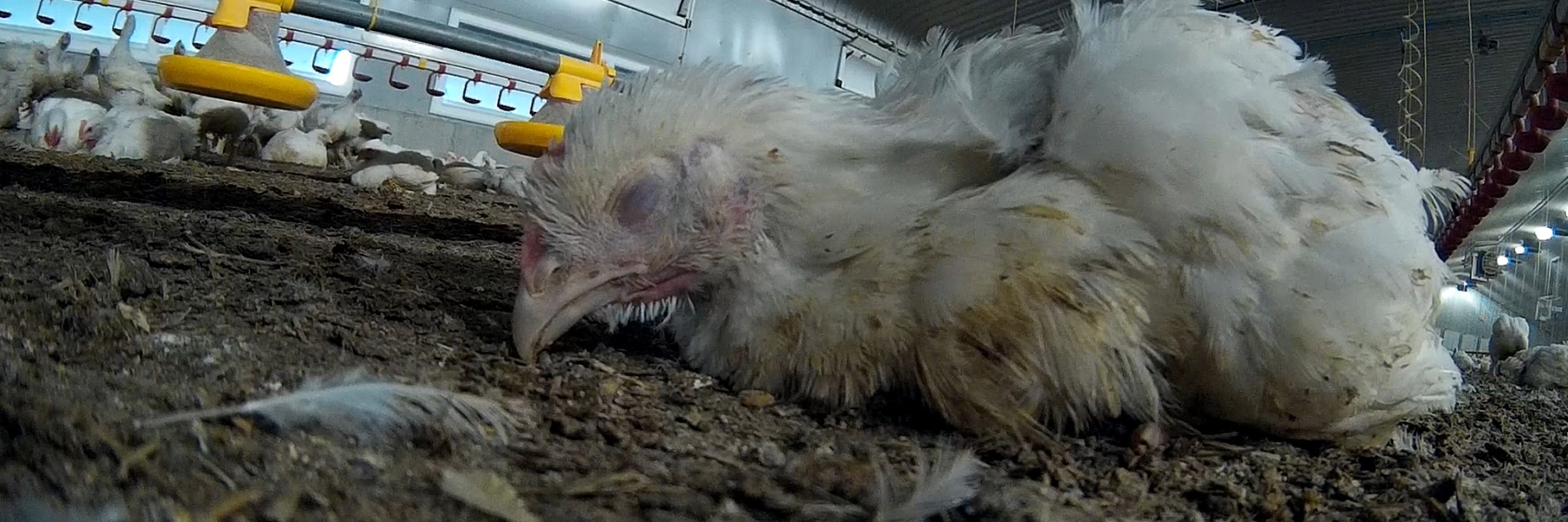 Los abusos revelados por la investigación son horribles y debemos detener esta crueldad ahora.
