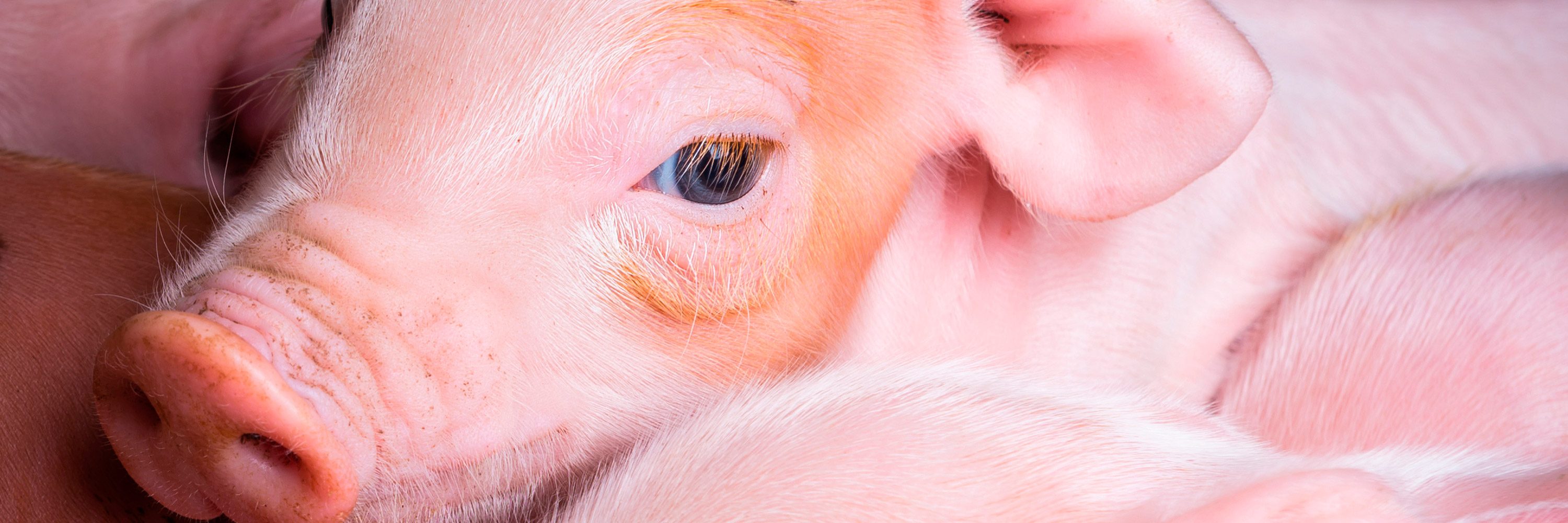 Zapopan es el primer municipio de México en implementar un programa de dietas sostenibles en todos sus comedores que salvará miles de animales cada año.