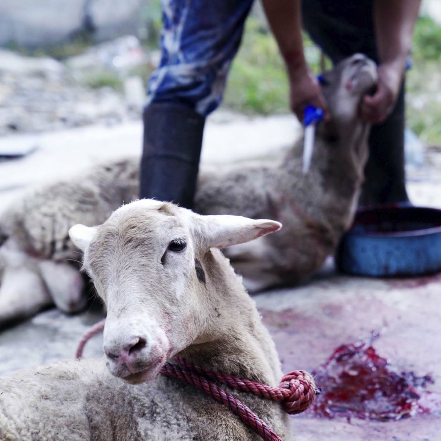 En México existe actualmente un gran peligro también debería encender las alarmas: los rastros clandestinos y los mercados que comercian animales vivos.