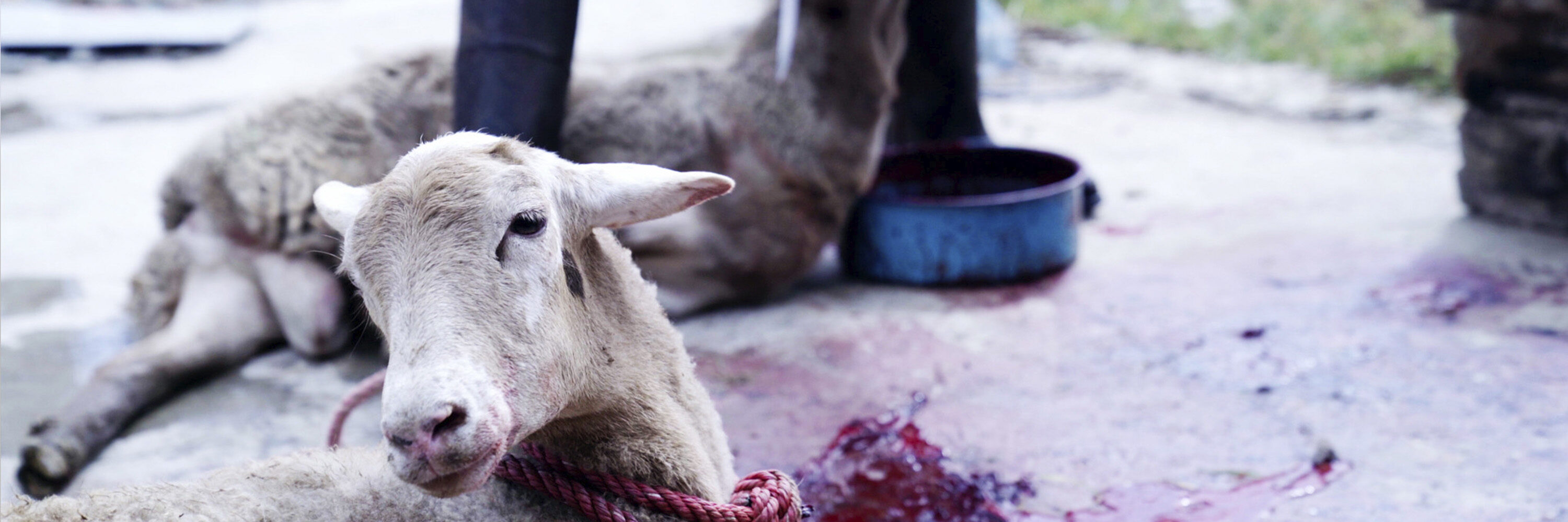 En México existe actualmente un gran peligro también debería encender las alarmas: los rastros clandestinos y los mercados que comercian animales vivos.