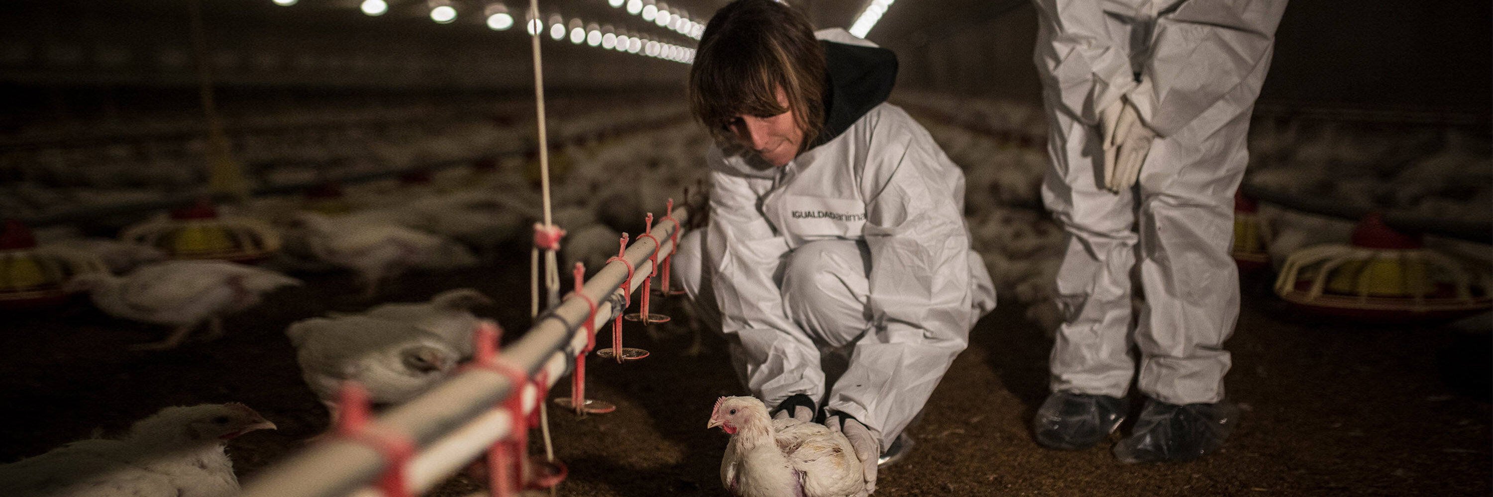 Ellos son una ventana para mostrar al mundo lo que ocurre a los animales en las granjas y mataderos industriales y cambiar esa realidad.