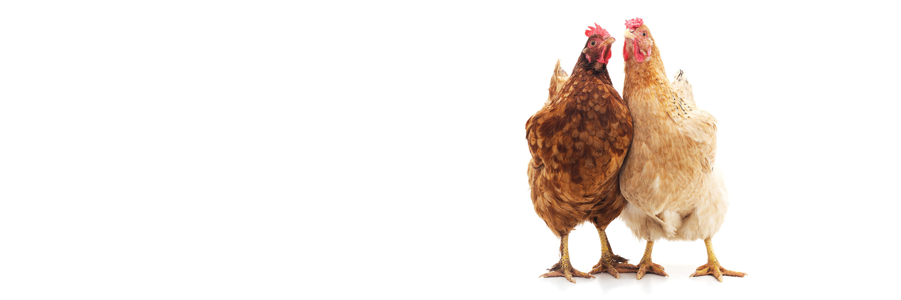 En Igualdad Animal seguiremos trabajando para eliminar este cruel e innecesario sistema.
