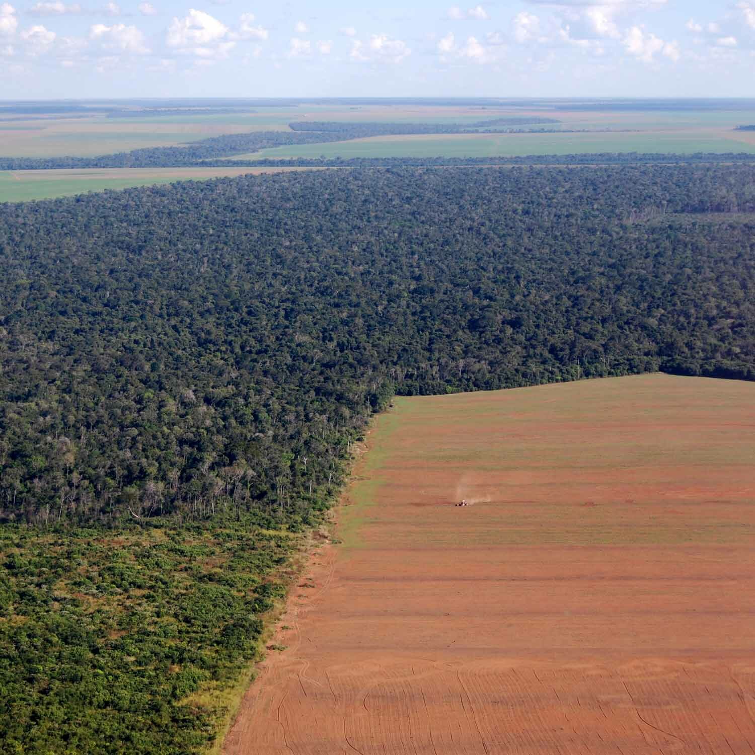 La producción de carne es la causante de la destrucción de nuestras selvas tropicales, ecosistemas y nuestra biodiversidad.