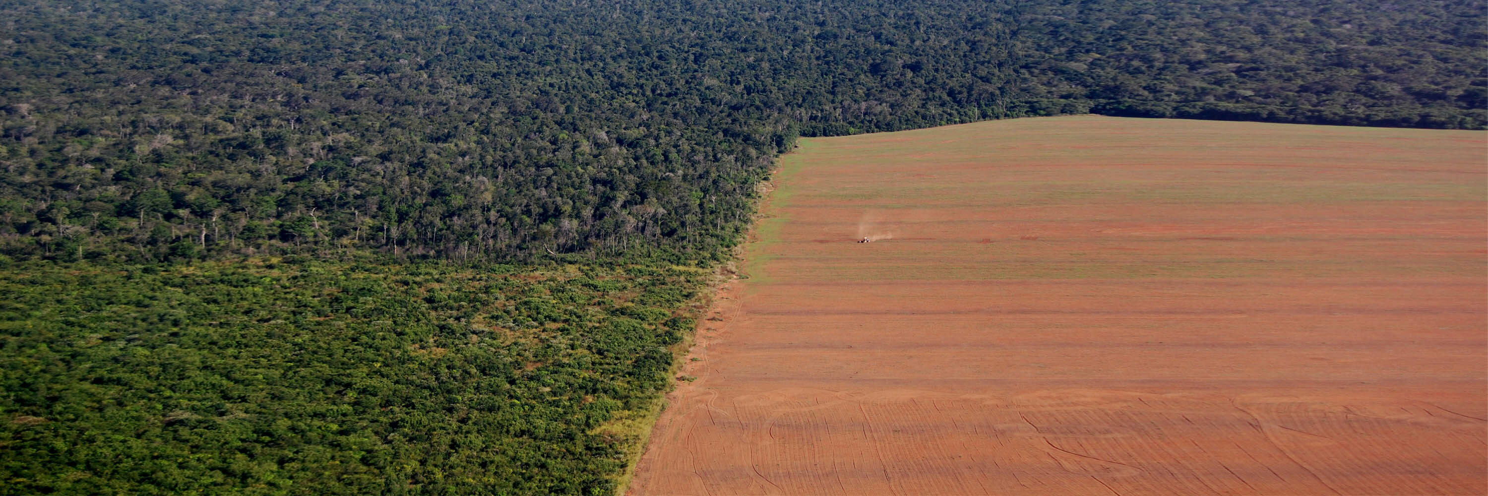 La producción de carne es la causante de la destrucción de nuestras selvas tropicales, ecosistemas y nuestra biodiversidad.