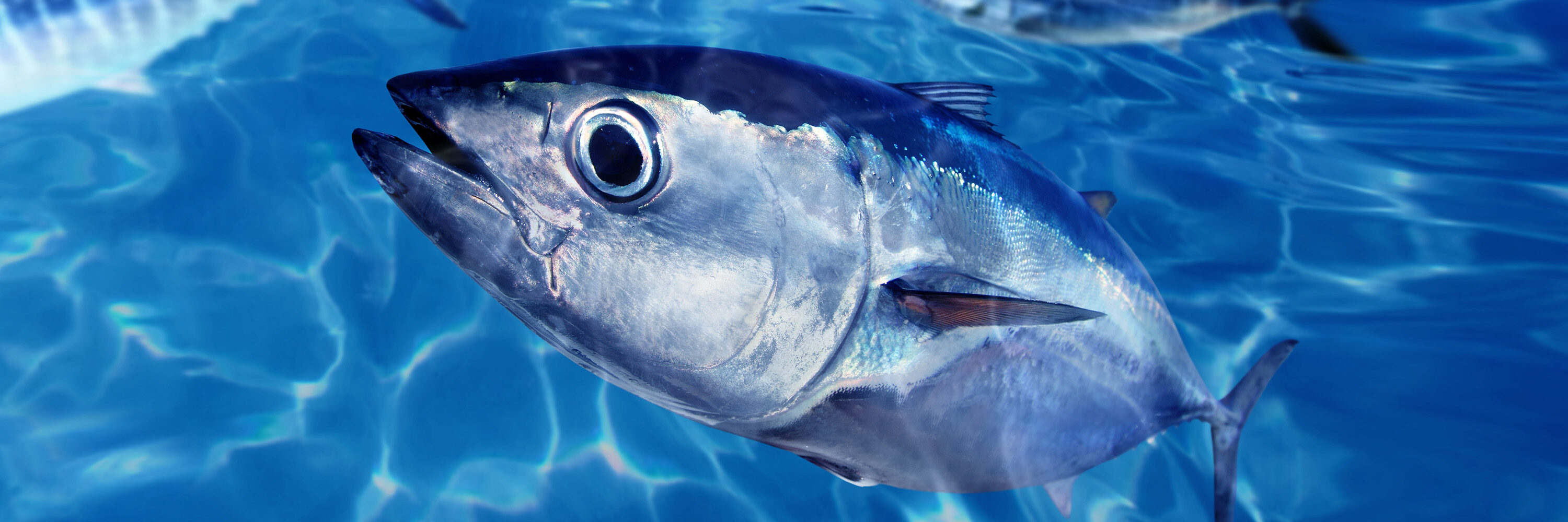 Se espera que los consumidores comprendan que comer peces no sólo provoca un gran sufrimiento sino que es perjudicial para la salud y nuestro planeta.