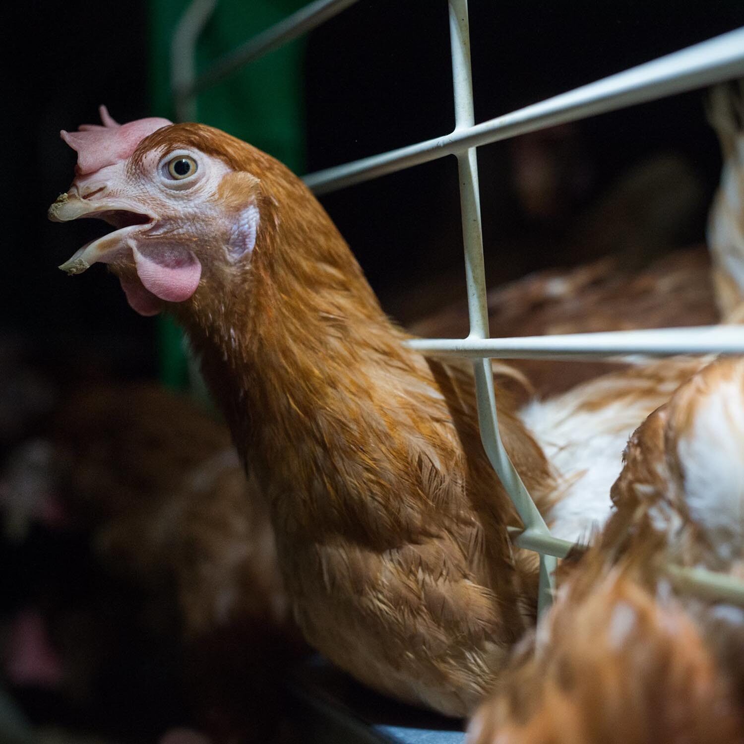 La decisión reducirá significativamente el sufrimiento de aproximadamente 4.5 millones de gallinas que son obligadas a vivir en jaulas cada año.