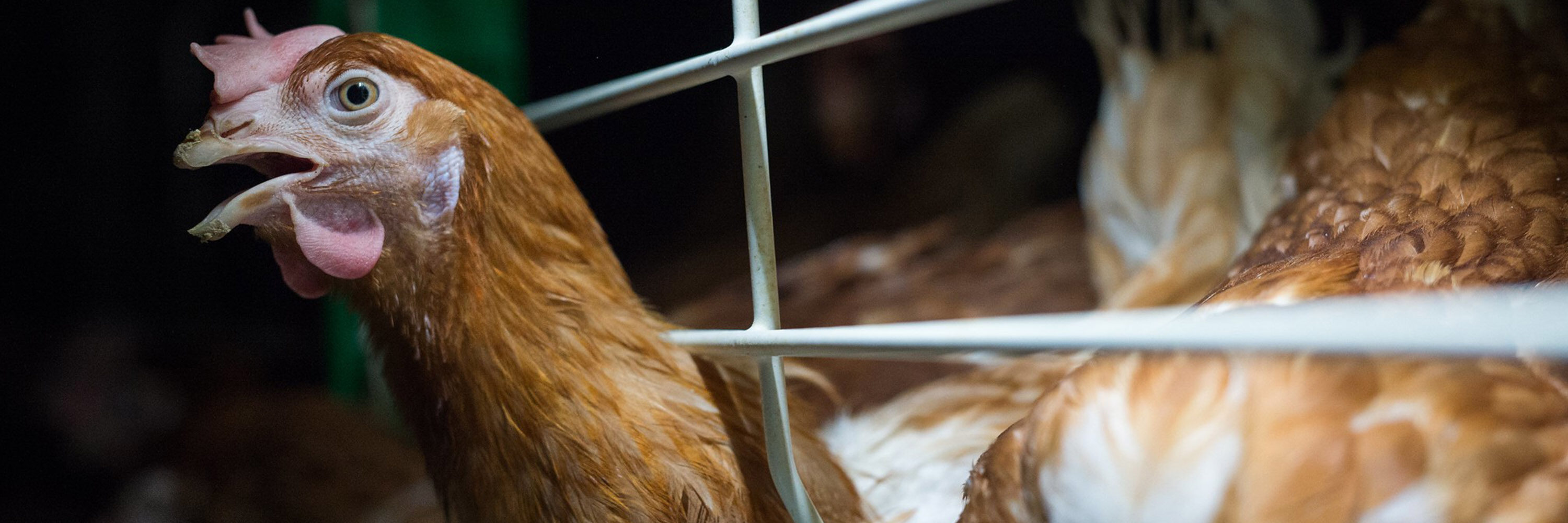La decisión reducirá significativamente el sufrimiento de aproximadamente 4.5 millones de gallinas que son obligadas a vivir en jaulas cada año.