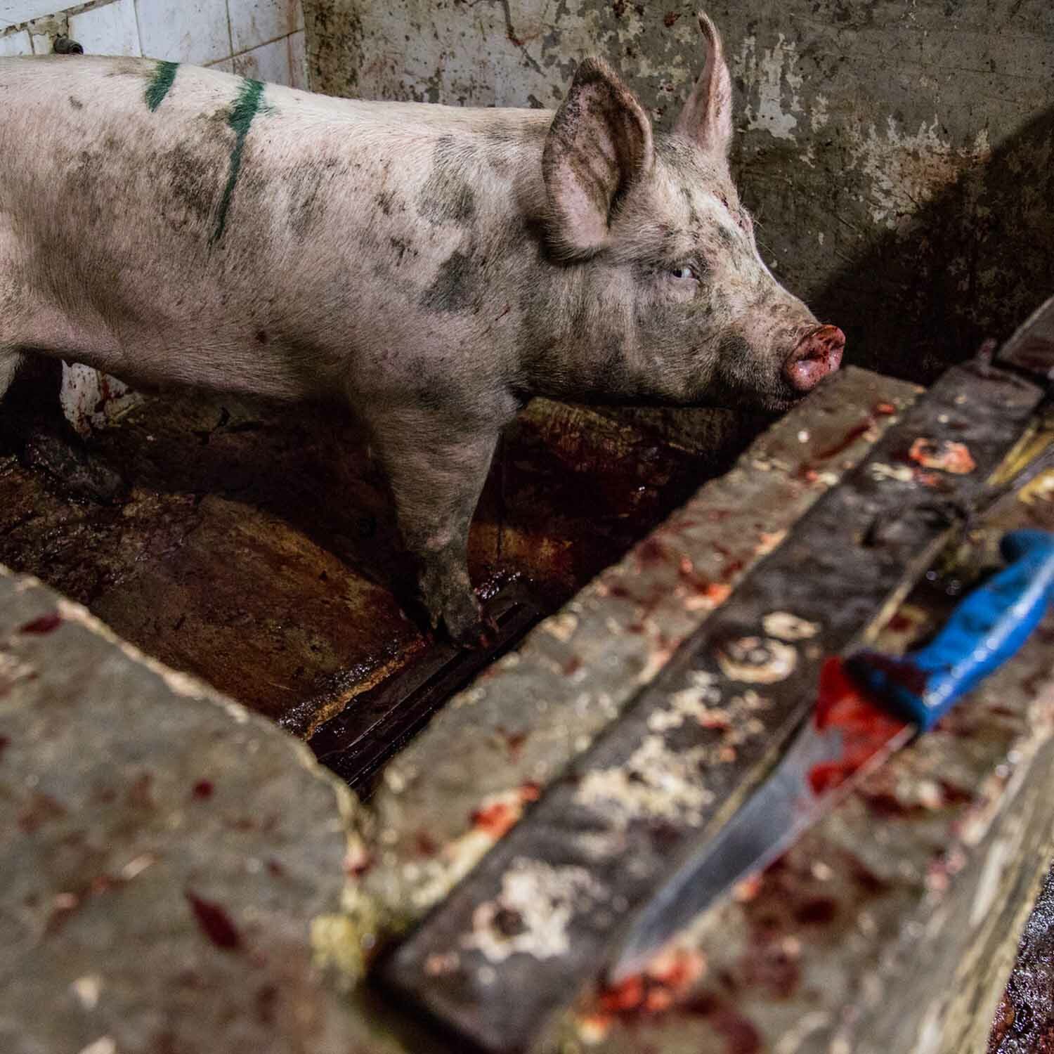 Basta de crueldad. ¡Juntos podemos cambiar las leyes para los animales! Firma y actúa.