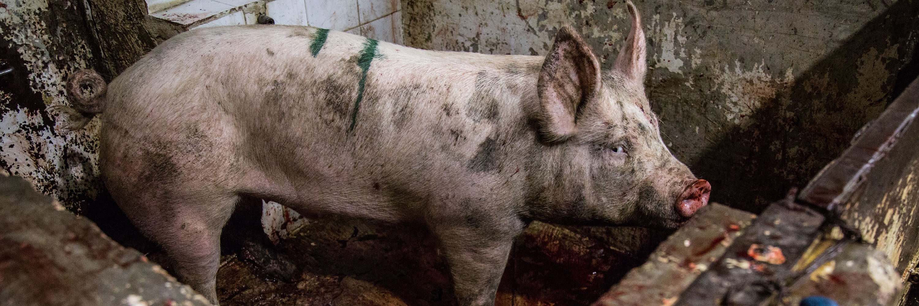 Basta de crueldad. ¡Juntos podemos cambiar las leyes para los animales! Firma y actúa.