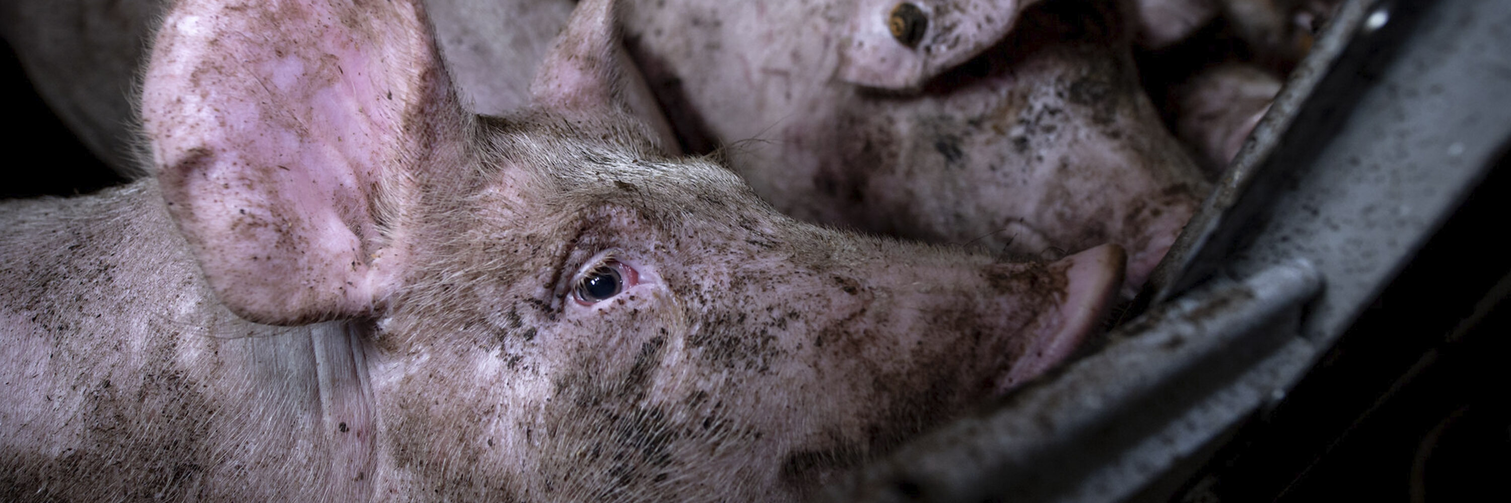 Son animales sociales, inteligentes y con un mundo emocional muy profundo que también quieren vivir vidas felices.