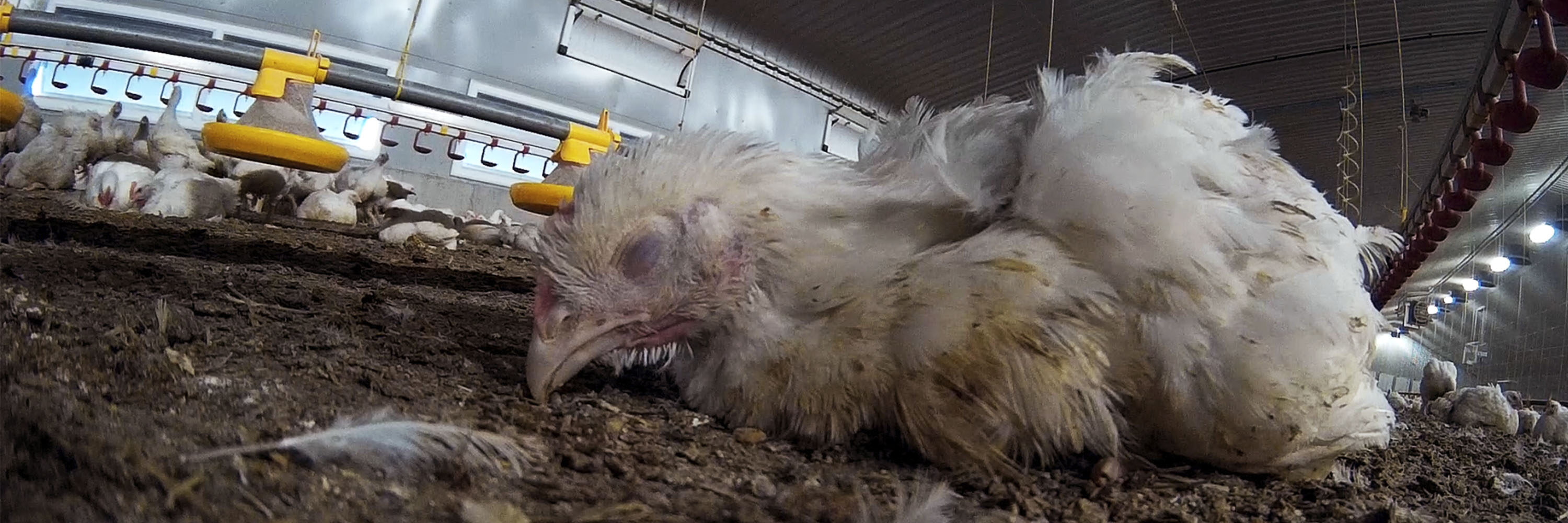 McDonald's tiene el enorme poder de mejorar la vida de cientos de millones de animales que se crían cada año.