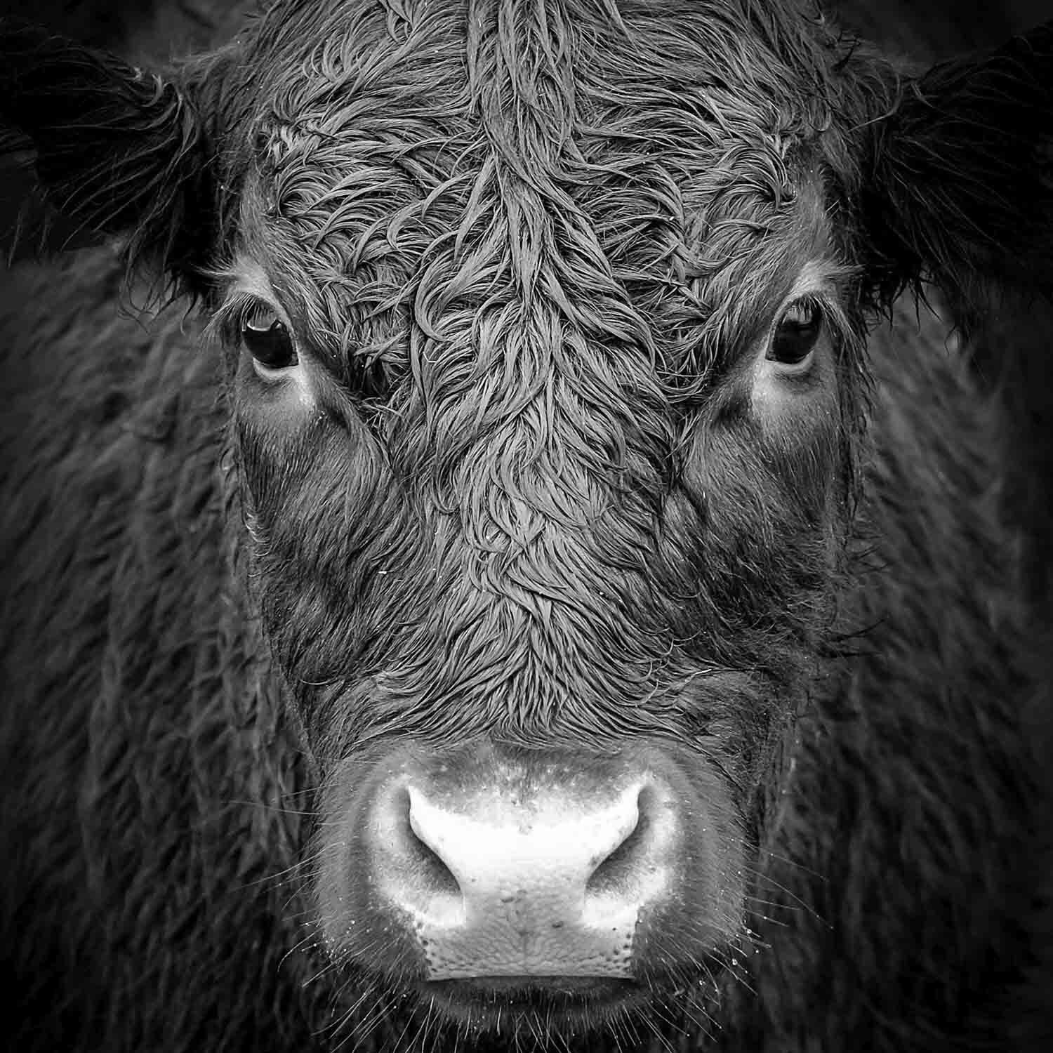 Hemos acabado con el 83% de los mamíferos salvajes y creado una superpoblación de animales para convertirlos en carne.