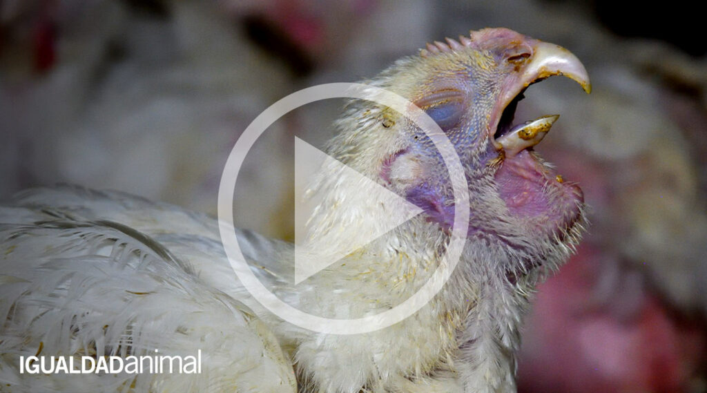 Carne de pollo verde: ¡¿Qué es esto?! | Igualdad Animal México