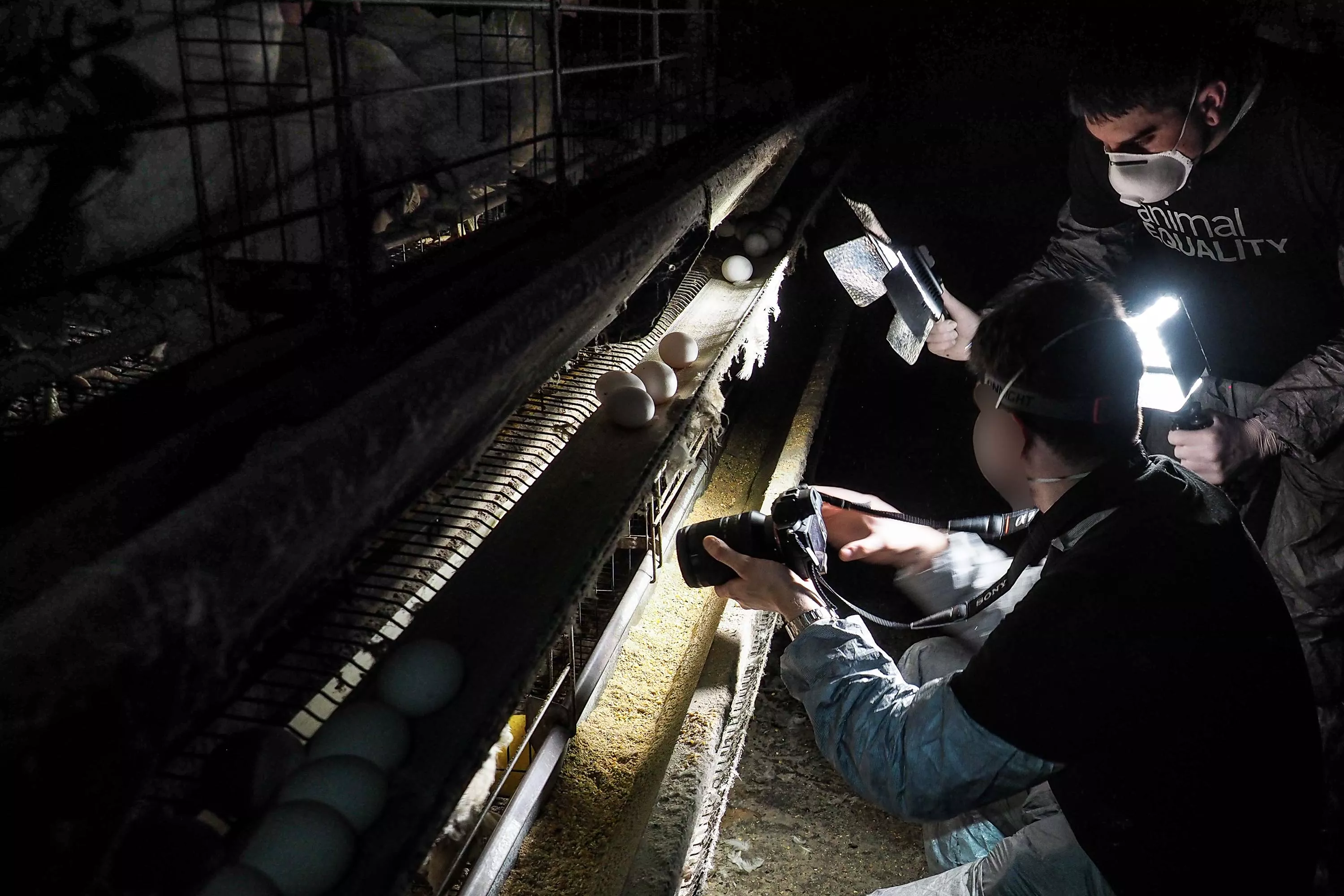 Investigadores de Igualdad Animal dentro de una granja industrial