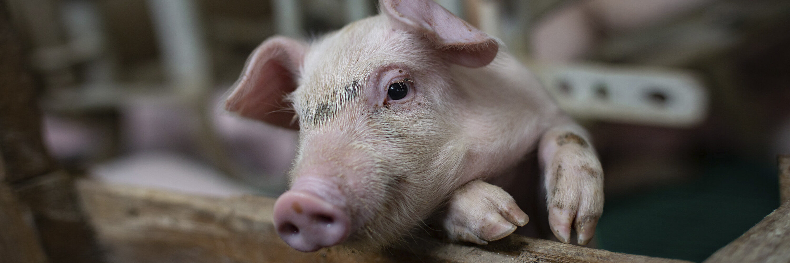 Este año tenemos un increíble reto que si lo aprovechamos juntos será una invaluable oportunidad de cambio para los animales.