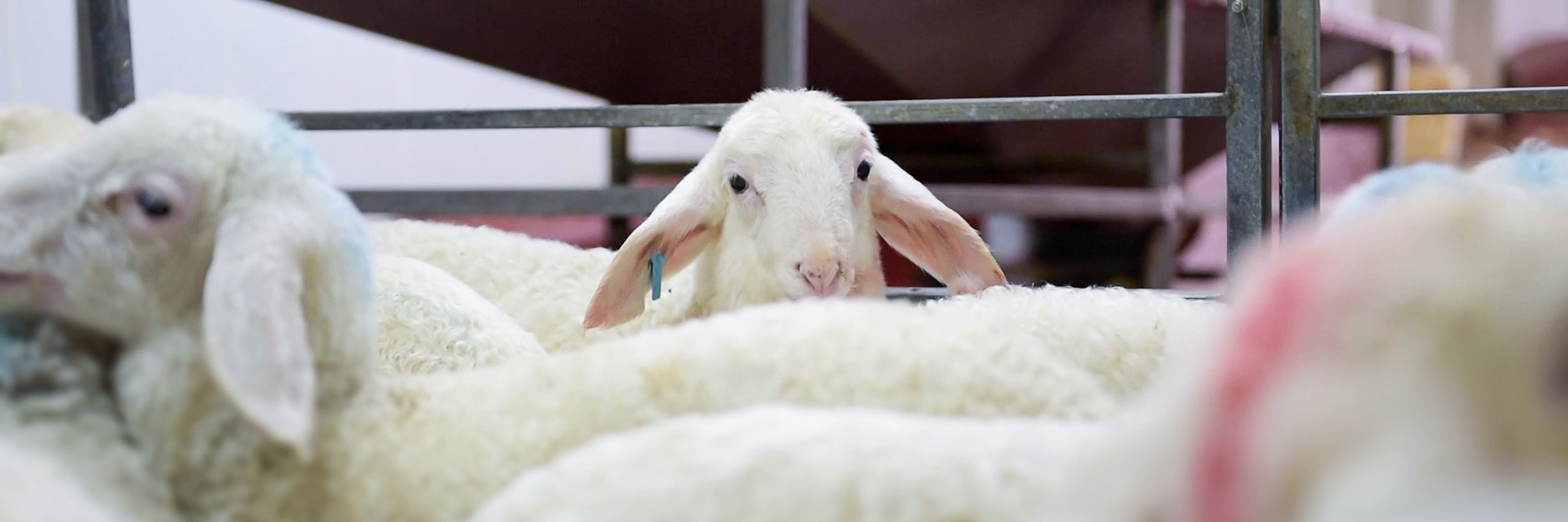 Matanza de borregos durante las fiestas