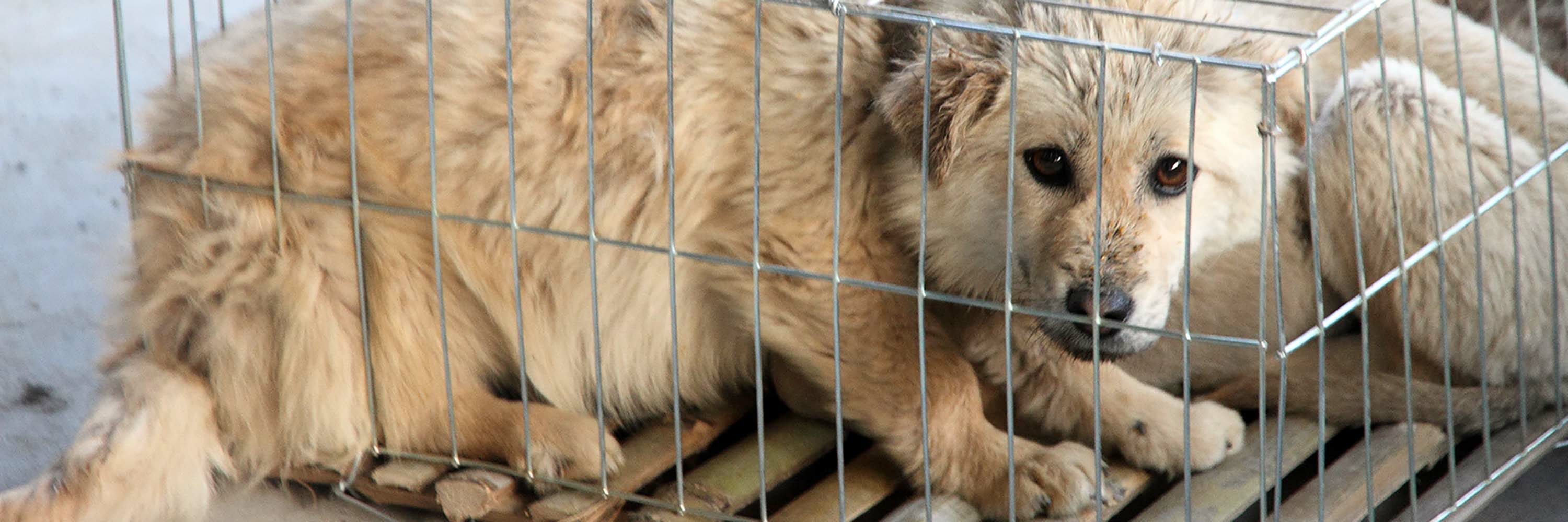 Firma hoy nuestra petición para exigir que el consumo de carne de perro y de gato sea prohibido para siempre en toda China sin excepciones ni exclusiones. home_dogs_china