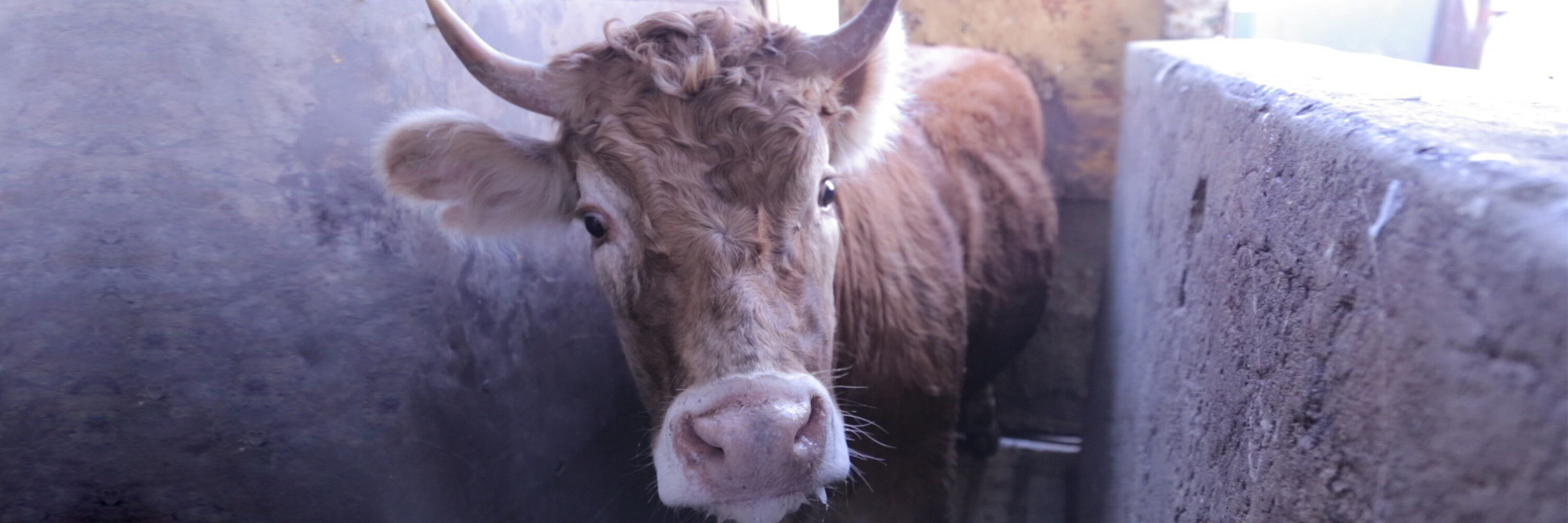 Además tipifica como delito la crueldad hacia los animales: no aturdirlos previamente a la matanza o mutilarlos.