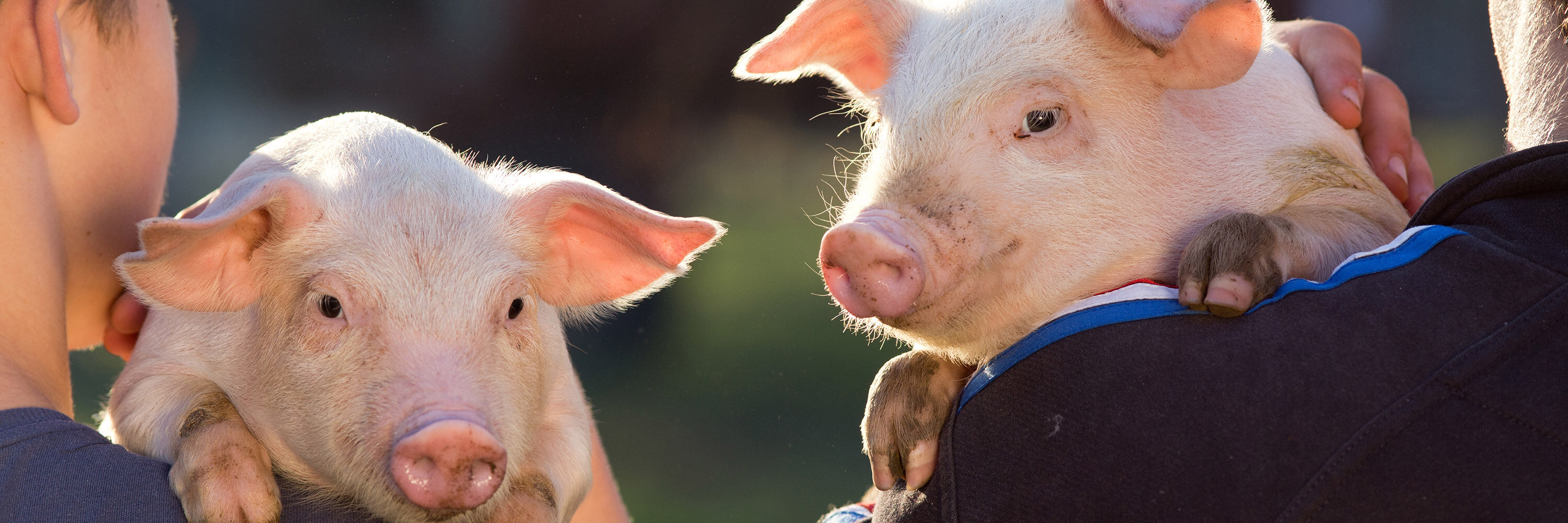 Comienza ya a cambiar el destino de los animales con cada click en acciones verdaderamente efectivas contra la crueldad.