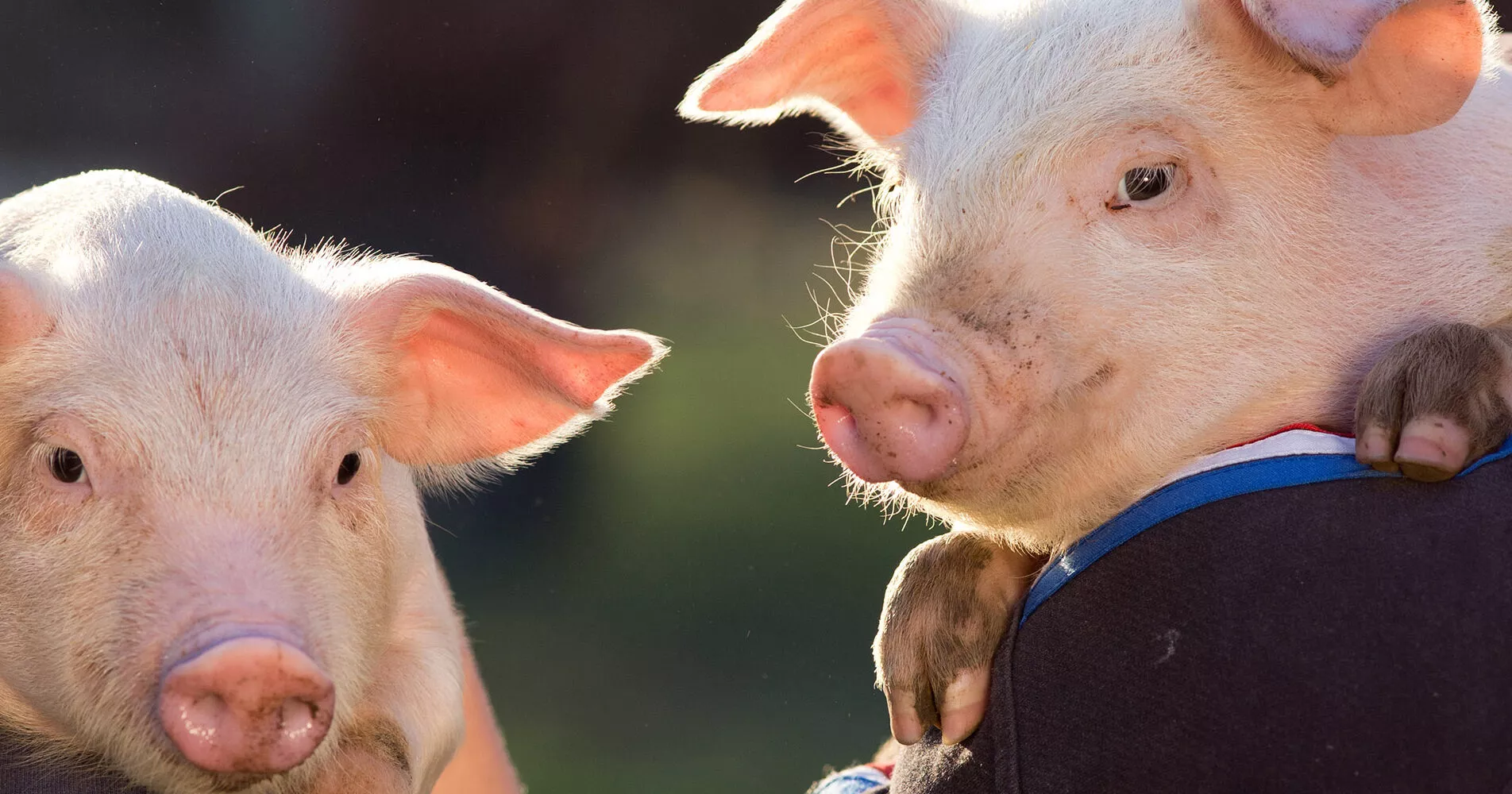 Descarga las mejores recetas de Love Veg en 2025 4