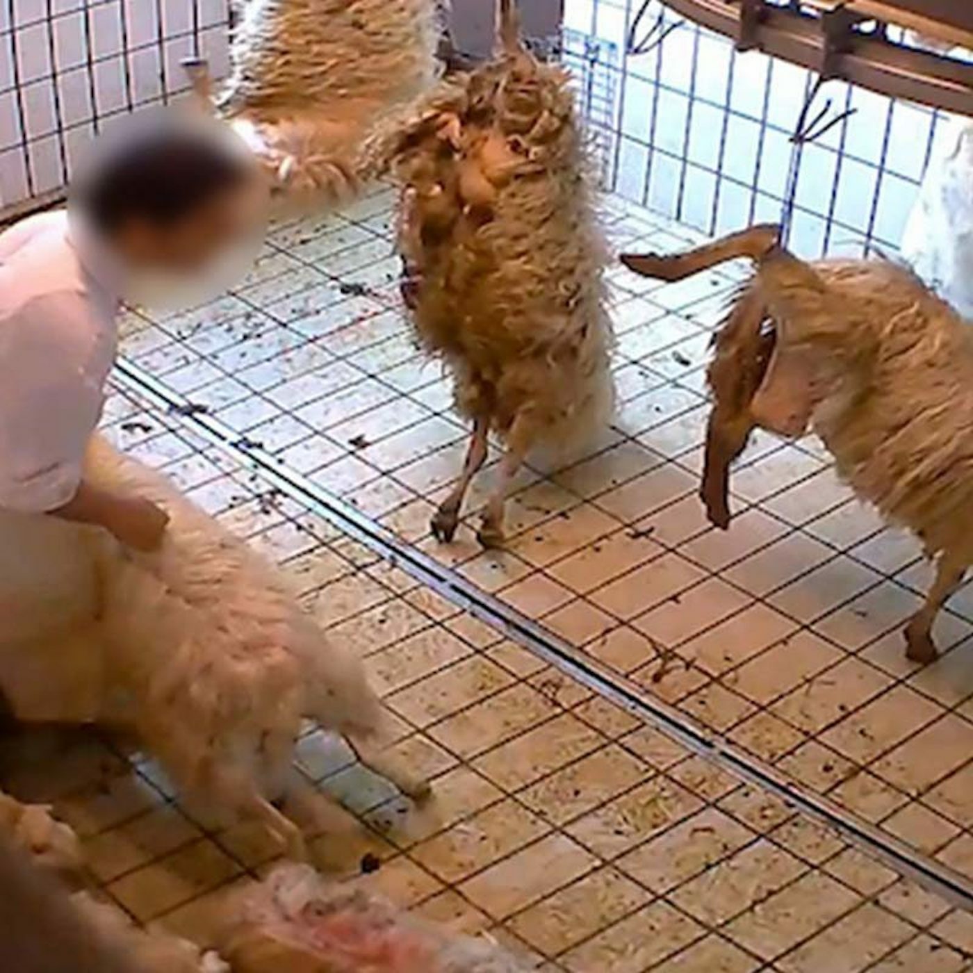 LAS CÁMARAS OCULTAS MUESTRAN LOS ABUSOS EN LOS MATADEROS HALAL DE ITALIA