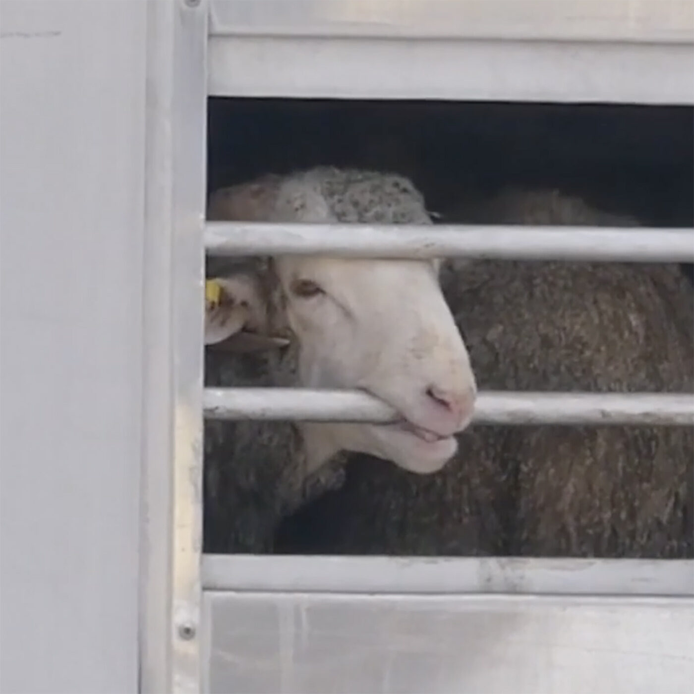 EN COLABORACIÓN, IGUALDAD ANIMAL DENUNCIA LA CRUELDAD DE LA EXPORTACIÓN ESPAÑOLA DE ANIMALES