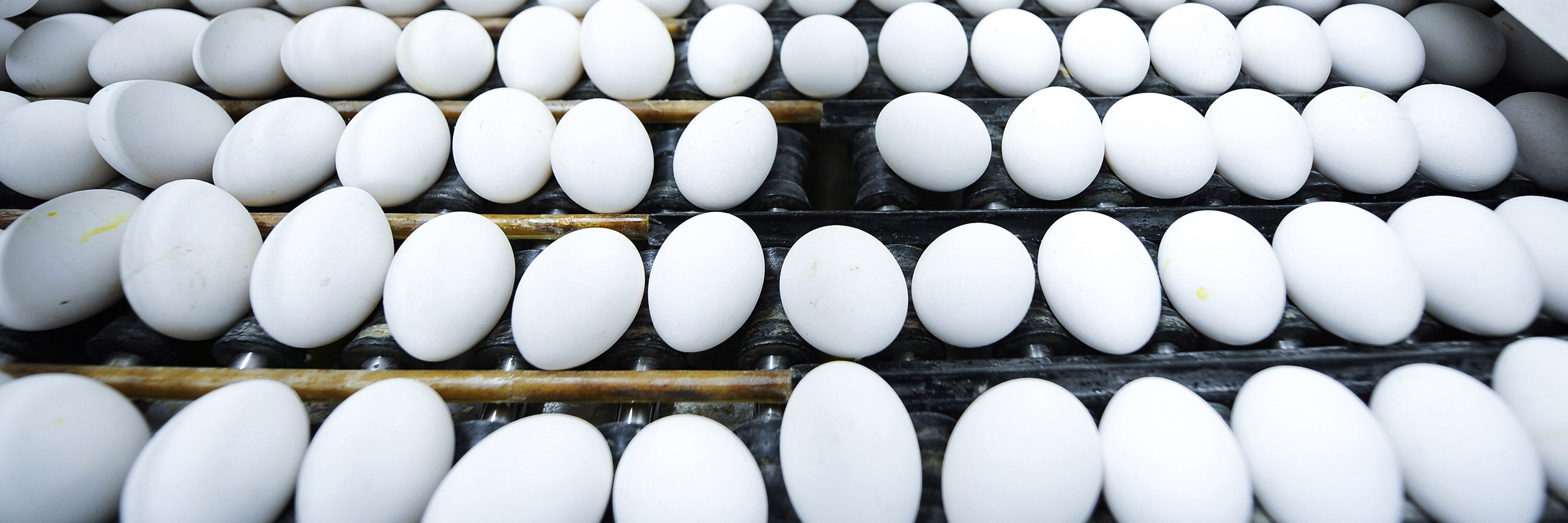Es la gran oportunidad que tiene México para legislar en favor de mejores estándares de bienestar animal para millones de gallinas.