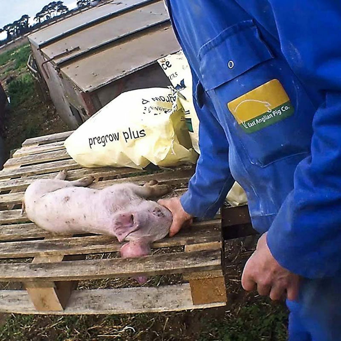 GRANJAS DE EAST ANGLIAN PIG COMPANY