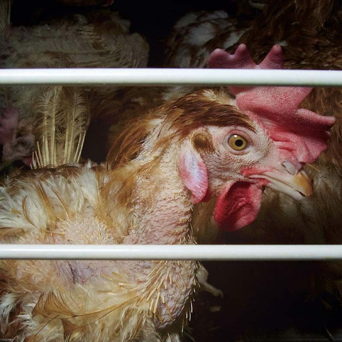 GRANJAS INDUSTRIALES ESPAÑOLAS MUESTRAN GALLINAS EN PELIGRO