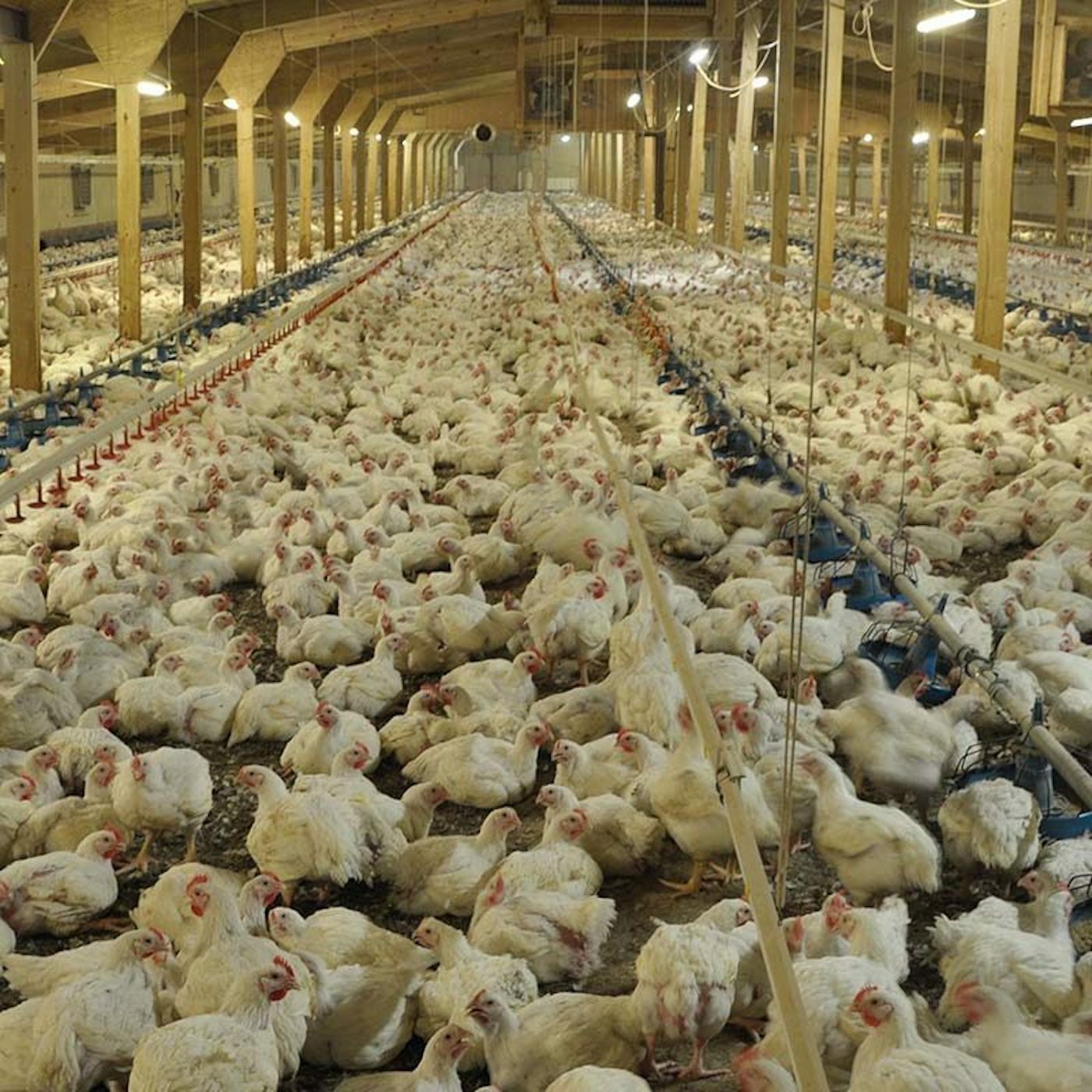 SE FILMA A LOS POLLOS AGONIZANDO EN UNA GRANJA DEL REINO UNIDO