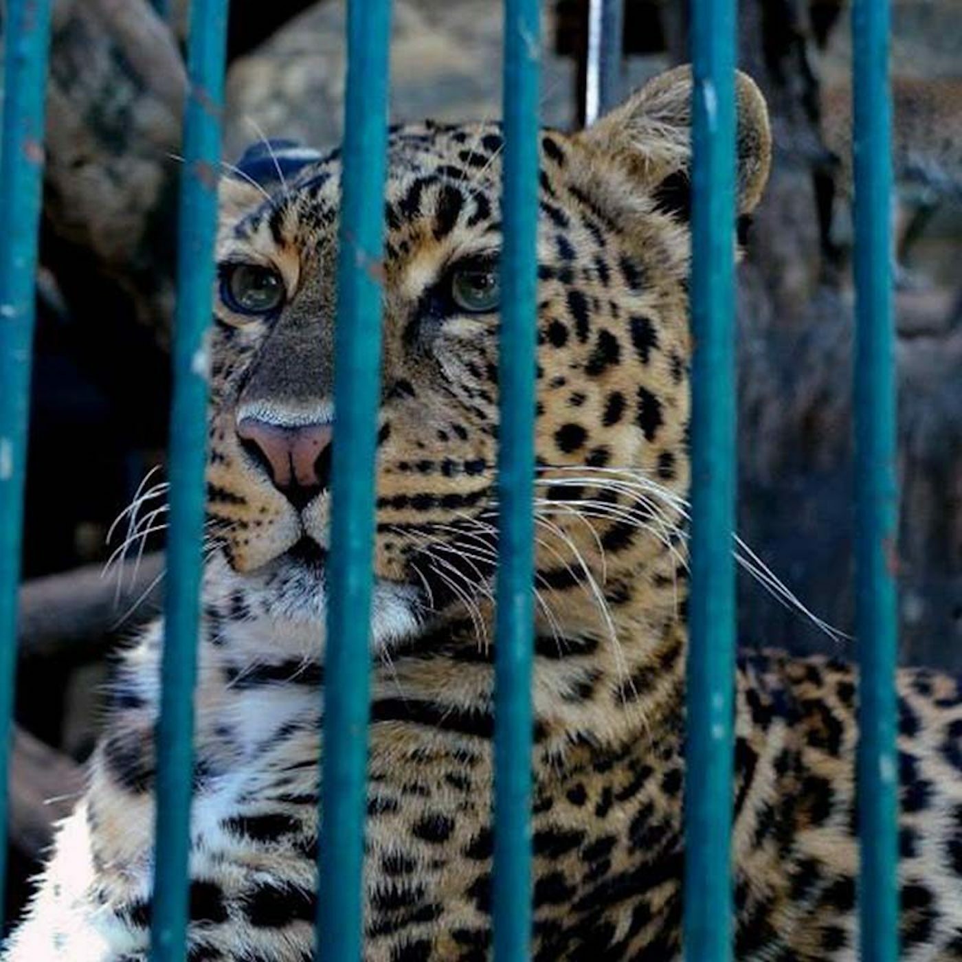 ESCALOFRIANTE ZOOLOGICO CLUB DE LOS ANIMALITOS