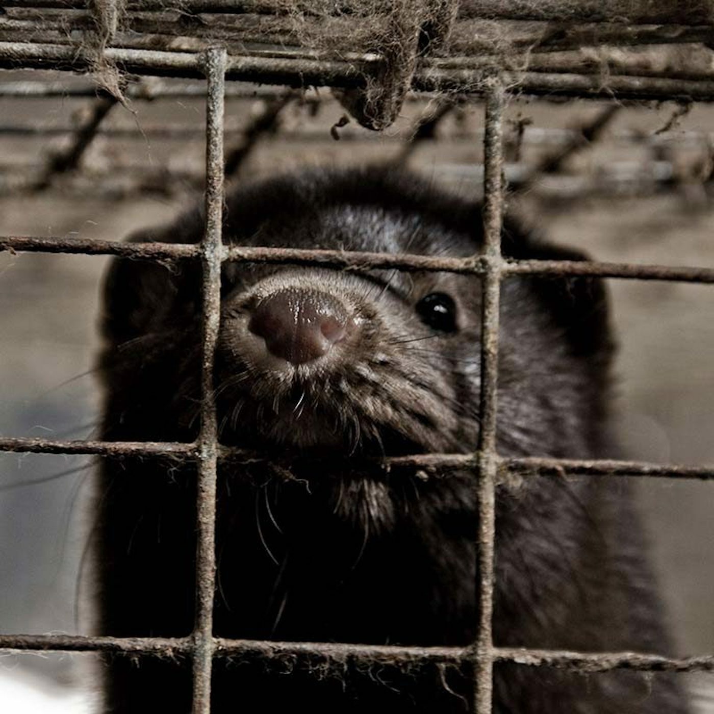 UNA SEGUNDA INVESTIGACIÓN SOBRE UNA GRANJA DE VISONES REVELA QUE LOS ANIMALES LANGUIDECEN DE DOLOR
