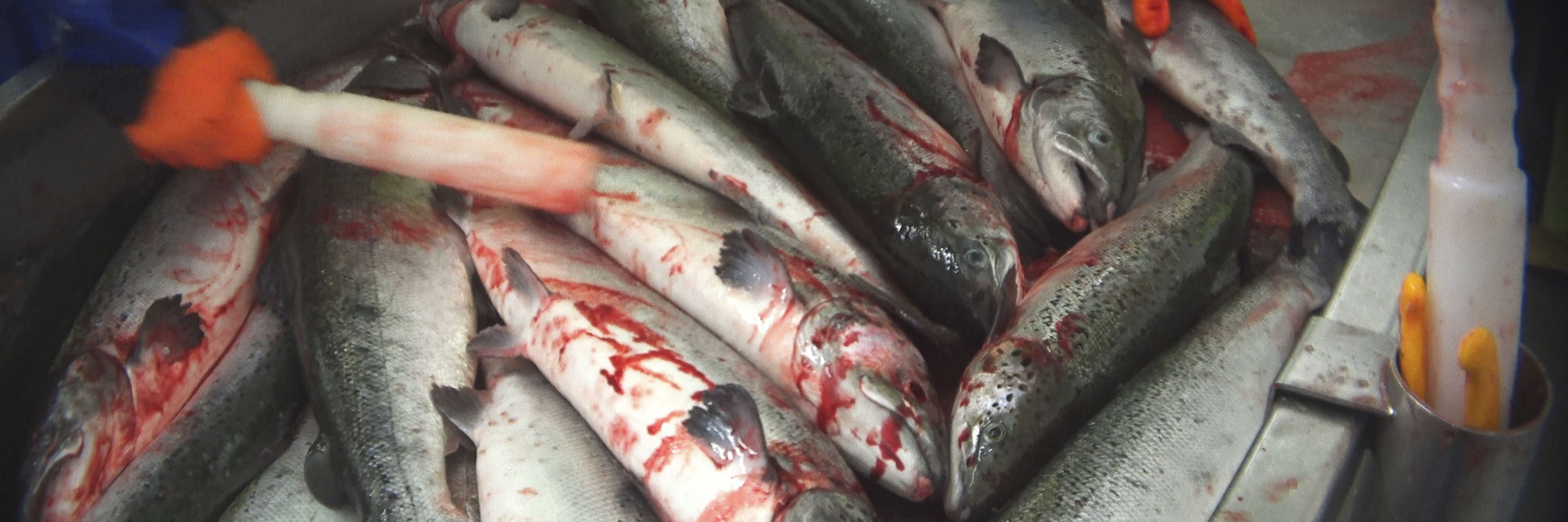 La investigación ha revelado varios abusos gravísimos contra el bienestar de los animales, incluido un número importante de peces que fueron sacrificados estando plenamente conscientes.
