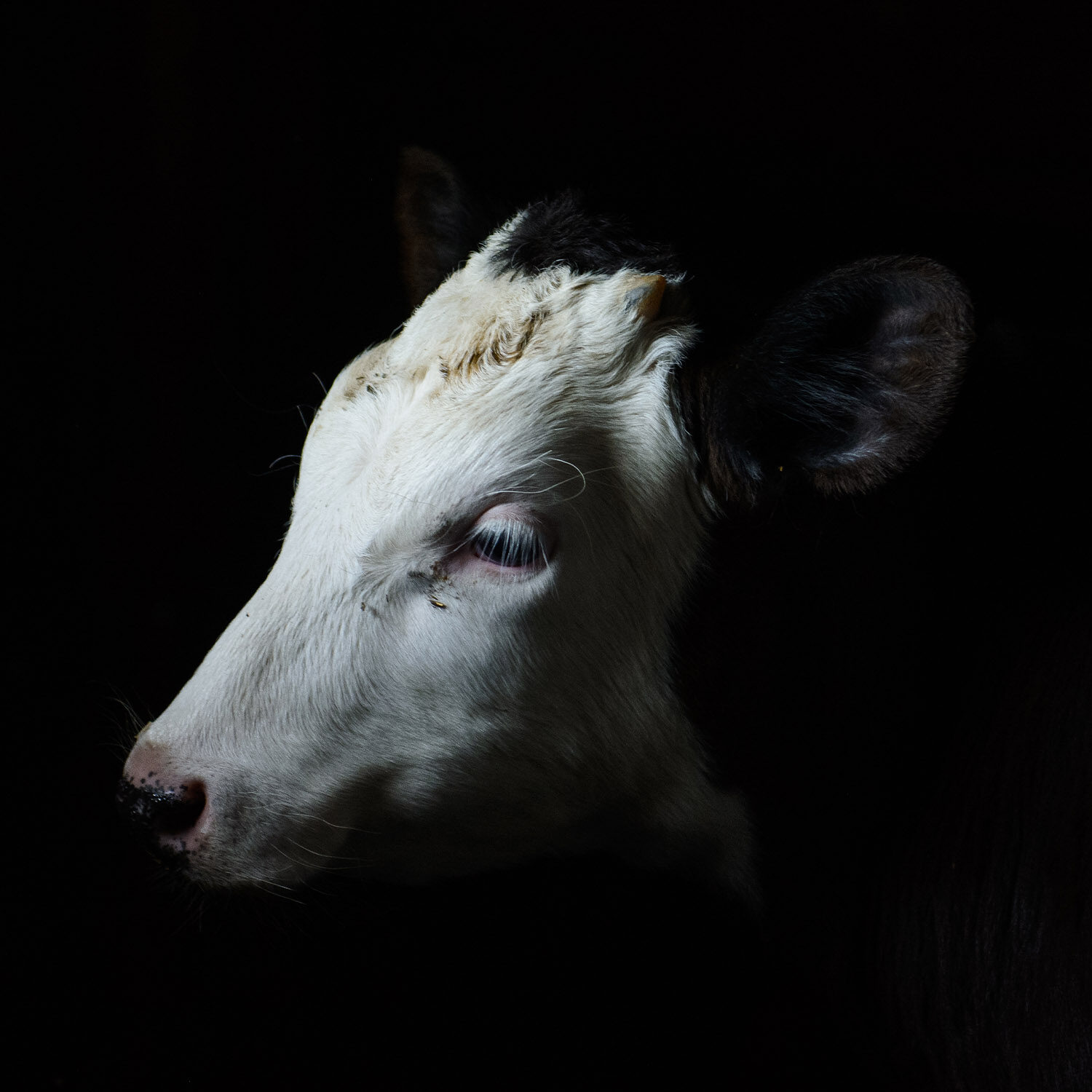 Es la primera vez que se busca establecer en forma explícita en la Ley un capítulo de protección y bienestar para los animales utilizados para consumo.