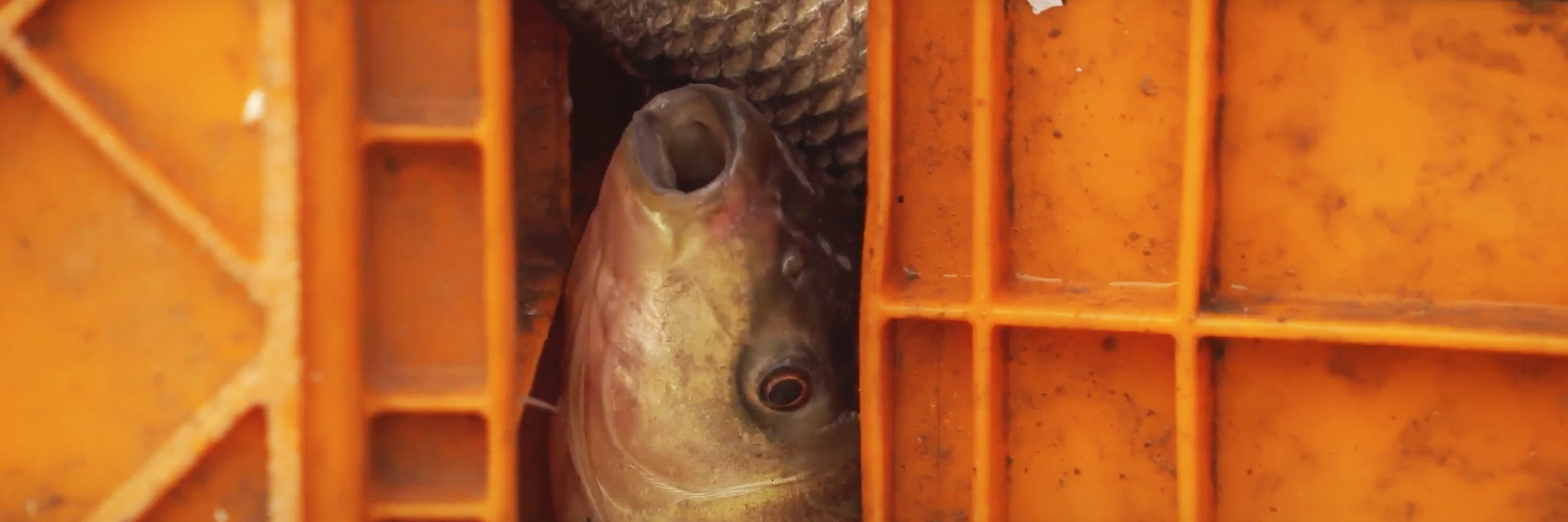 Hemos puesto al descubierto las prácticas crueles e ilegales en la industria acuícola en India y el uso ineficiente de recursos como el agua y la tierra.