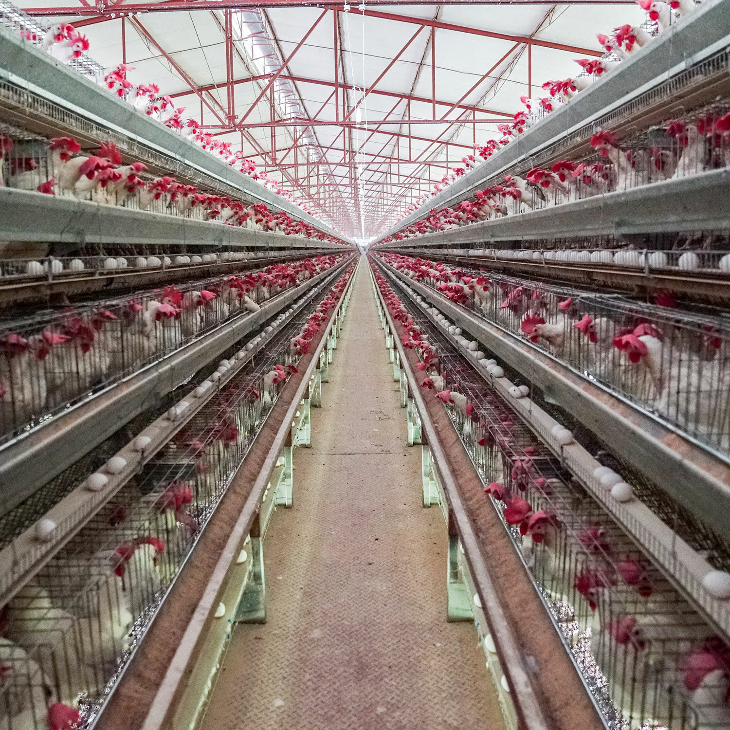chickens in Jalisco factory farm