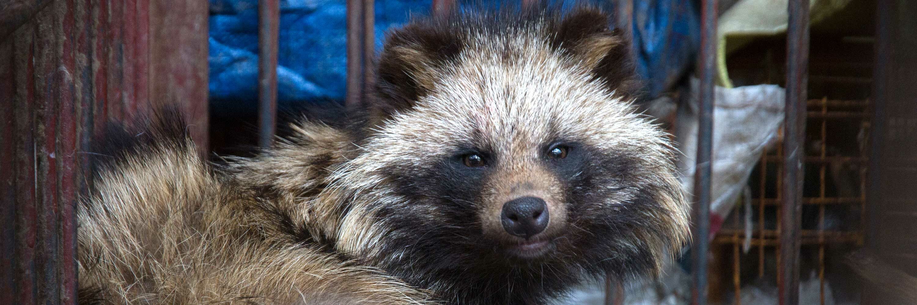 Tras anuncio de la OMS exigimos prohibir la venta de animales vivos en mercados de México y el mundo.