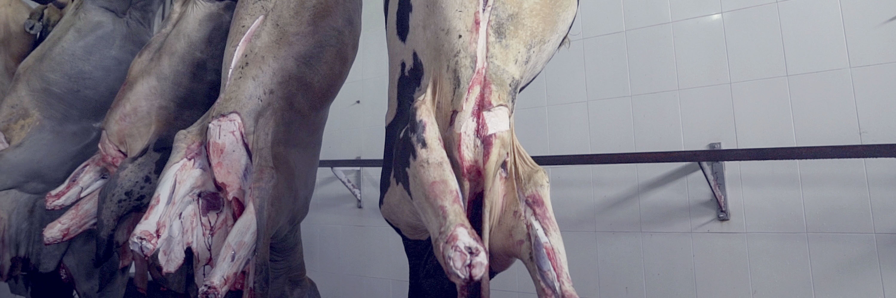 Igualdad Animal muestra la matanza de vacas embarazadas, una práctica de maltrato animal condenada por los expertos.