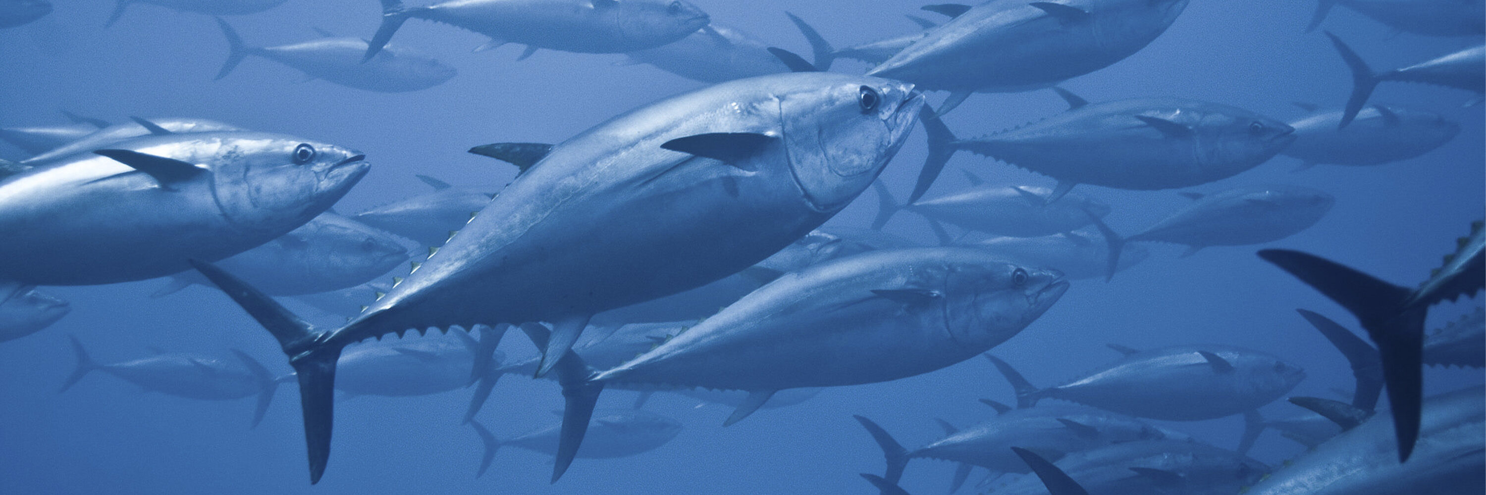 La pesca arrasa con los océanos y provoca el mayor sufrimiento animal, por eso urgen acciones para cambiar esta realidad que ya están en curso.