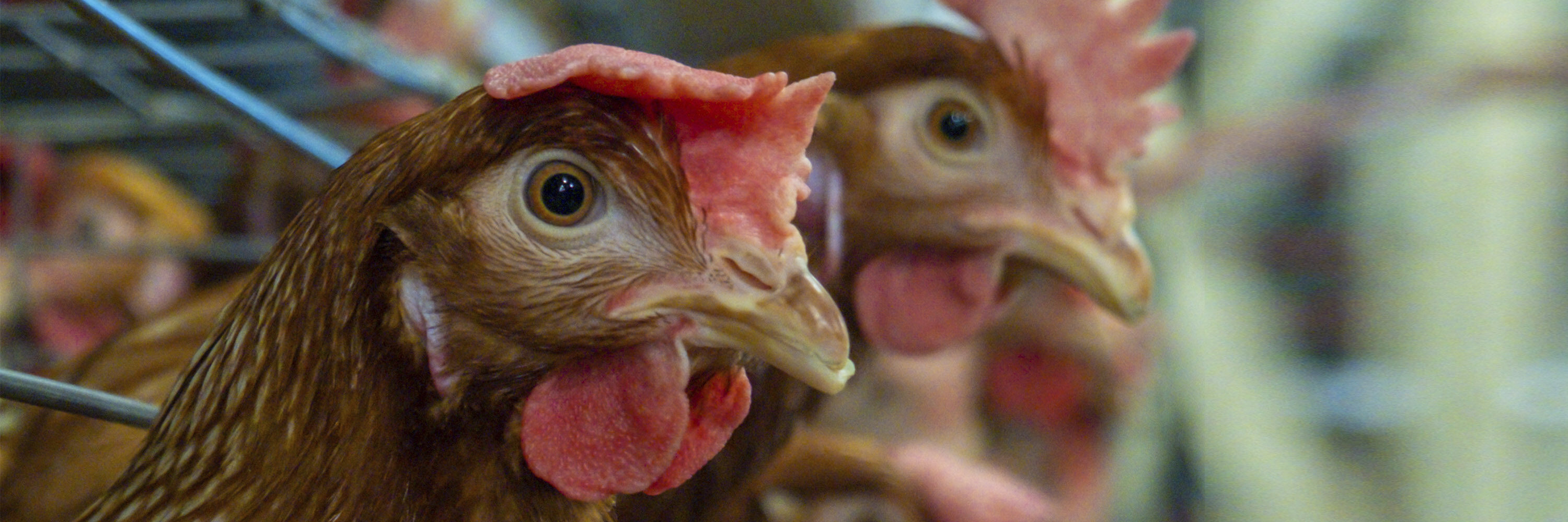 Los programas de responsabilidad social corporativa se alinean con los tres pilares del desarrollo sostenible: sostenibilidad social, económica y ambiental. ¿En dónde entra el bienestar animal?