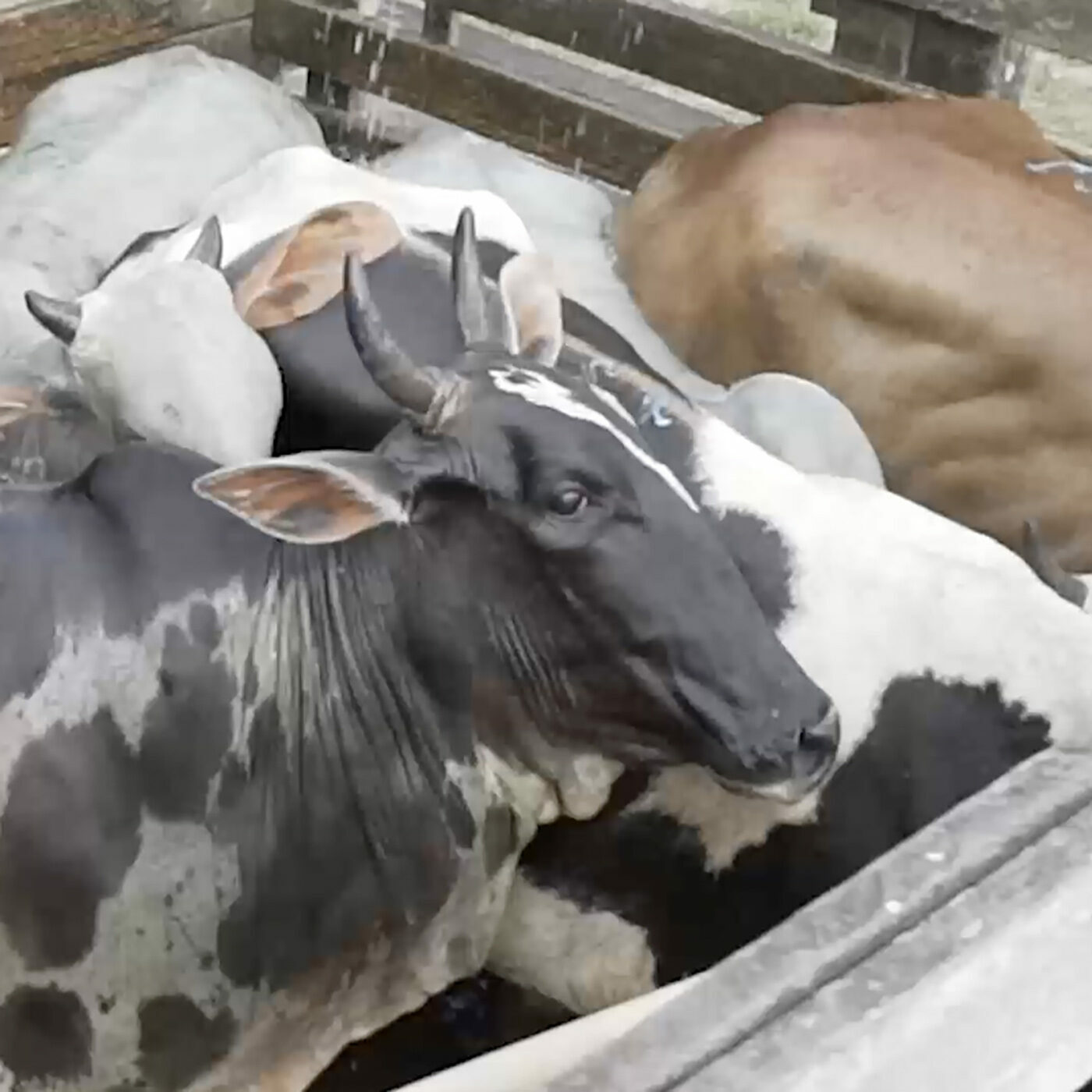 VACAS PREÑADAS MATADAS EN RASTROS BRASILEÑOS