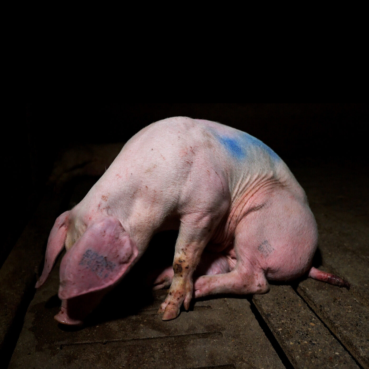 Animales momificados y cerdos sufriendo encontrados en una granja italiana