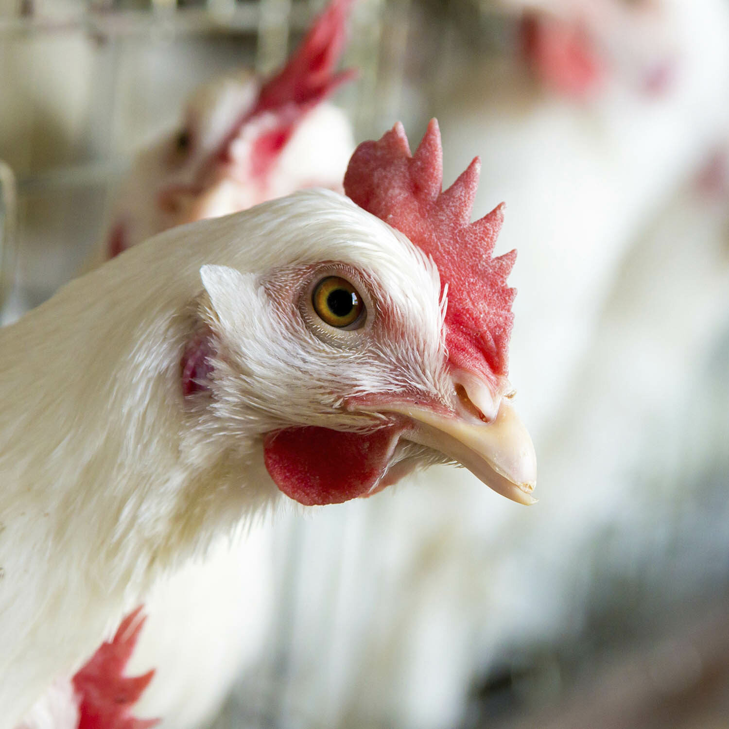 Es la primera vez que en México se podría lograr establecer protección y bienestar a los animales matados para consumo.