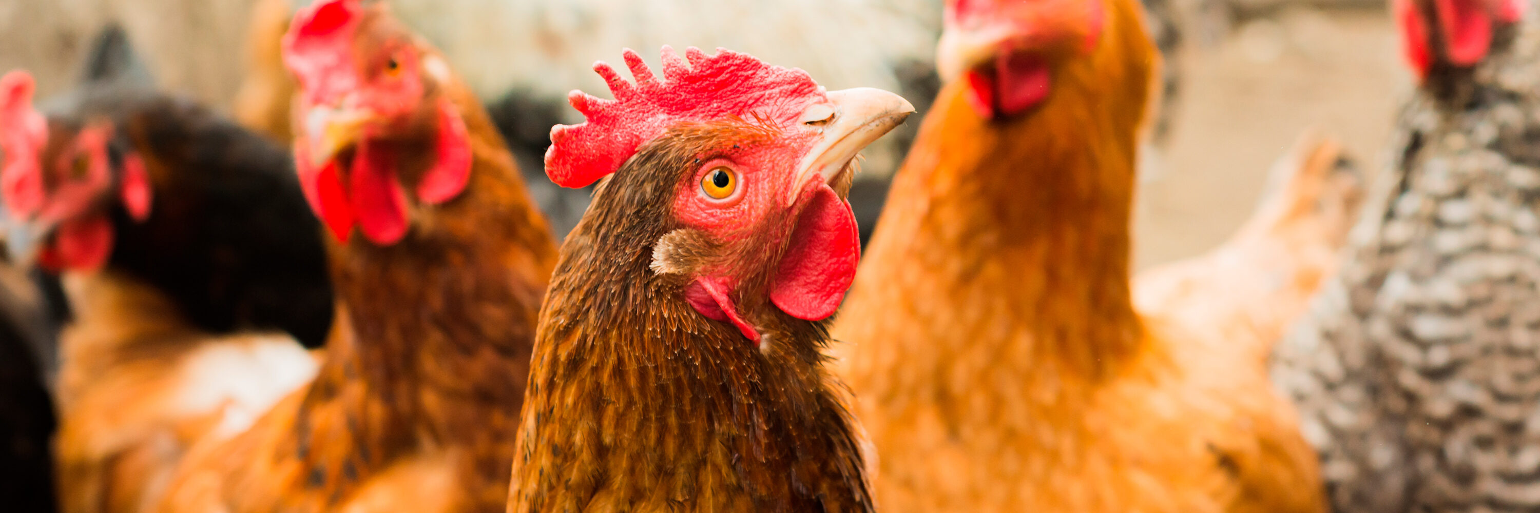 De ser aprobada, 300 millones de animales dejarán de pasar sus vidas enjaulados en Europa. Mientras tanto, en México un proceso análogo permanece detenido.
