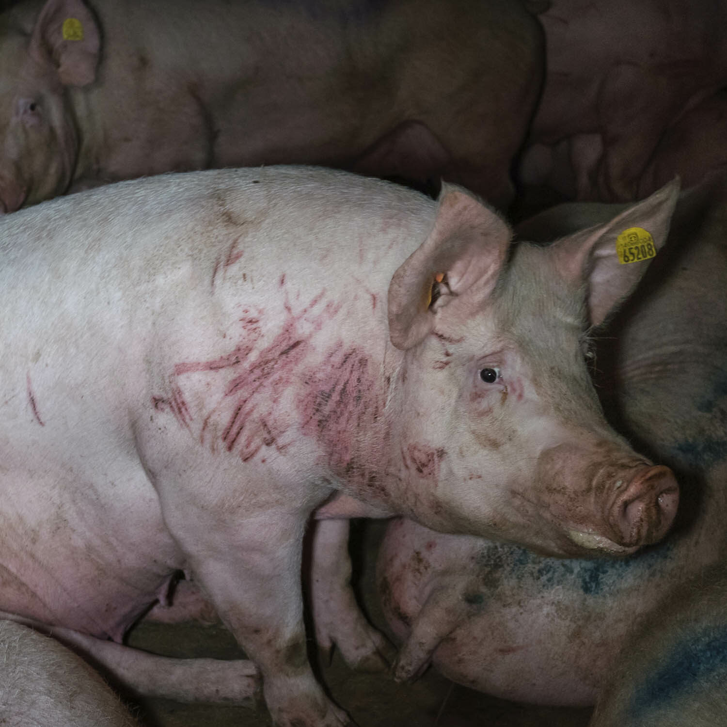 Nuestro equipo de investigación en Italia ha mostrado terribles actos de crueldad llevados a cabo con cerdos en el matadero de Zema S.r.l.